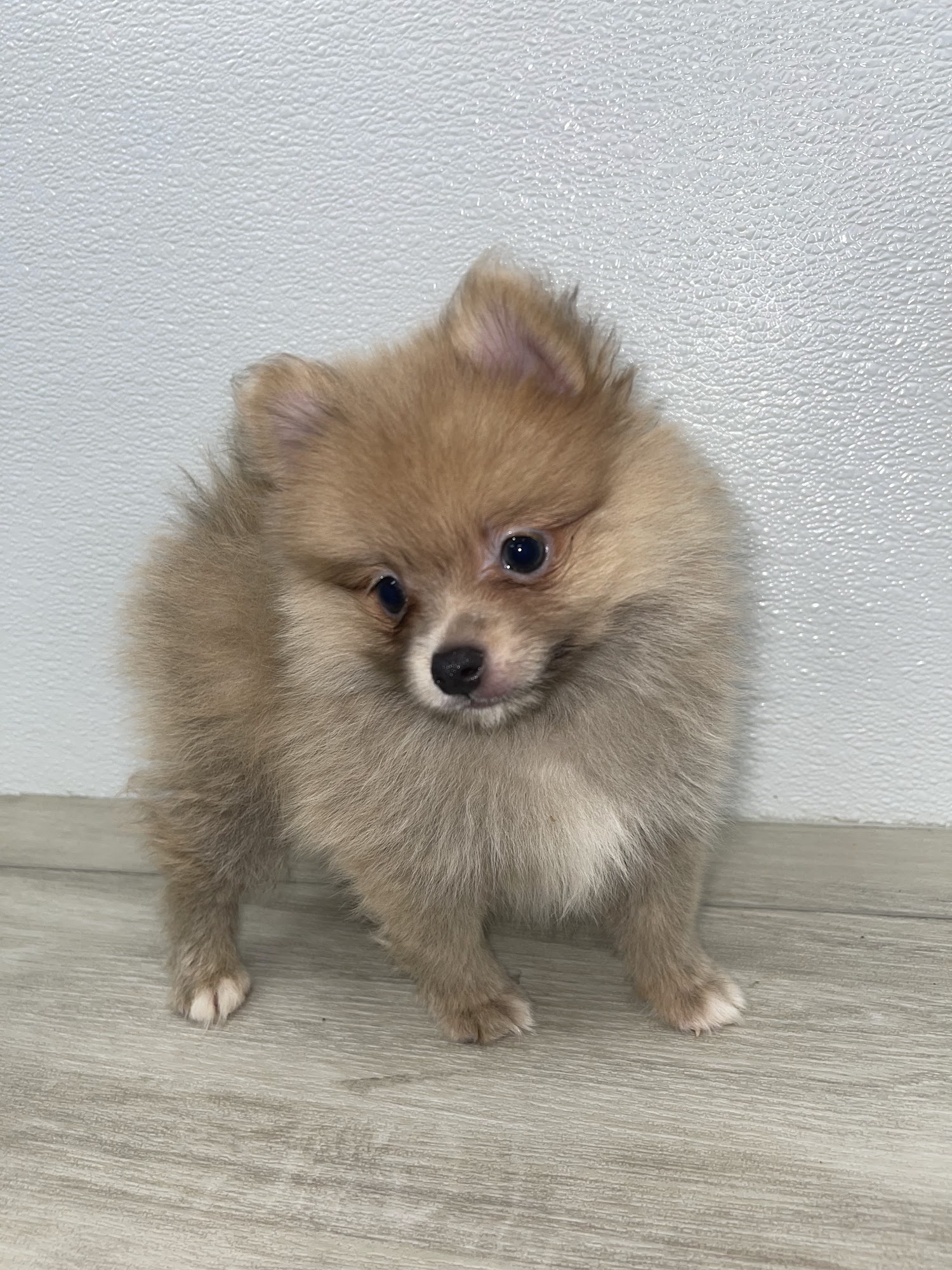 SuperStar Puppies For Sale Fairfax