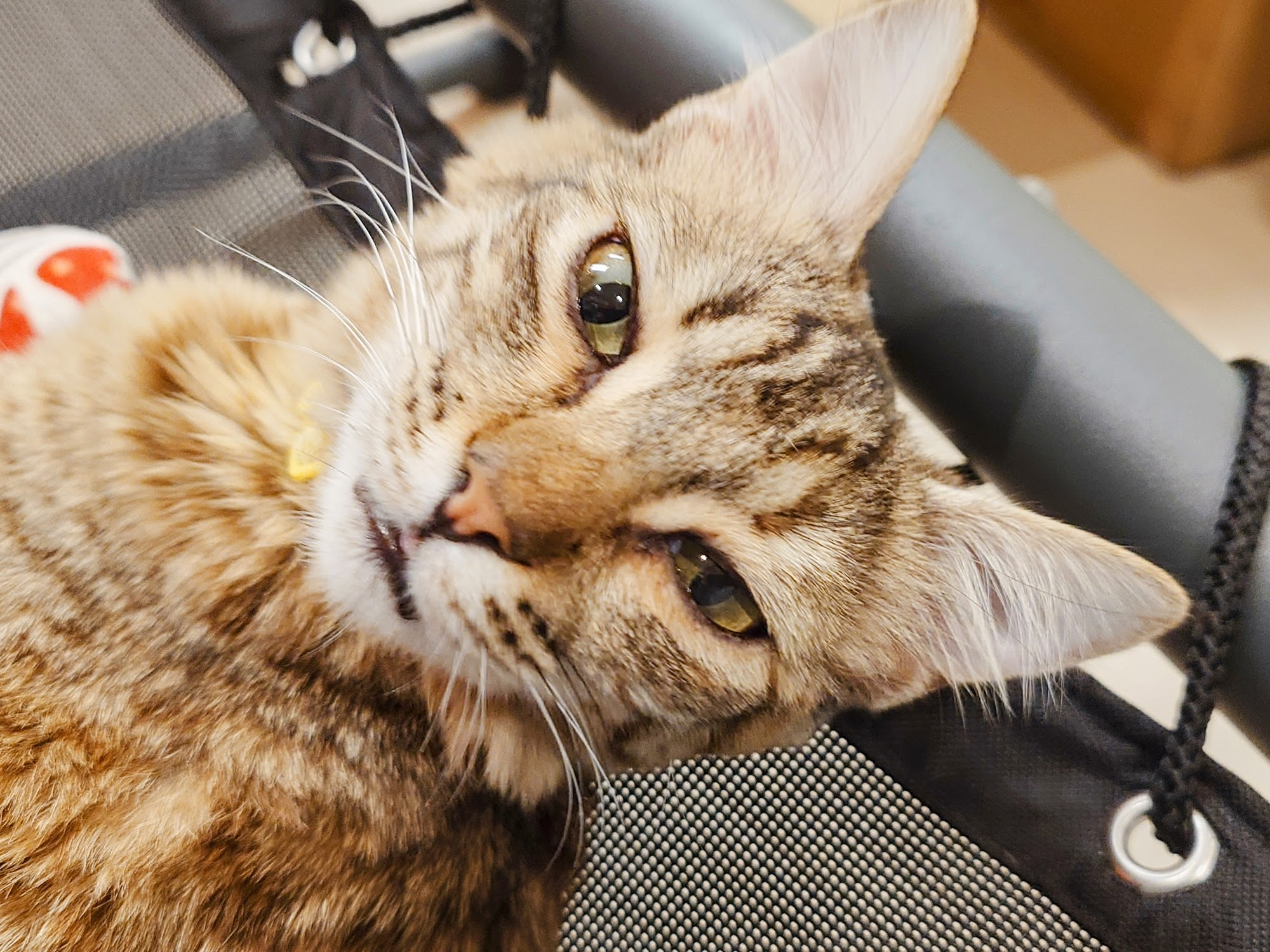 Patriot Pawsabilities Cat Lounge Fairfax