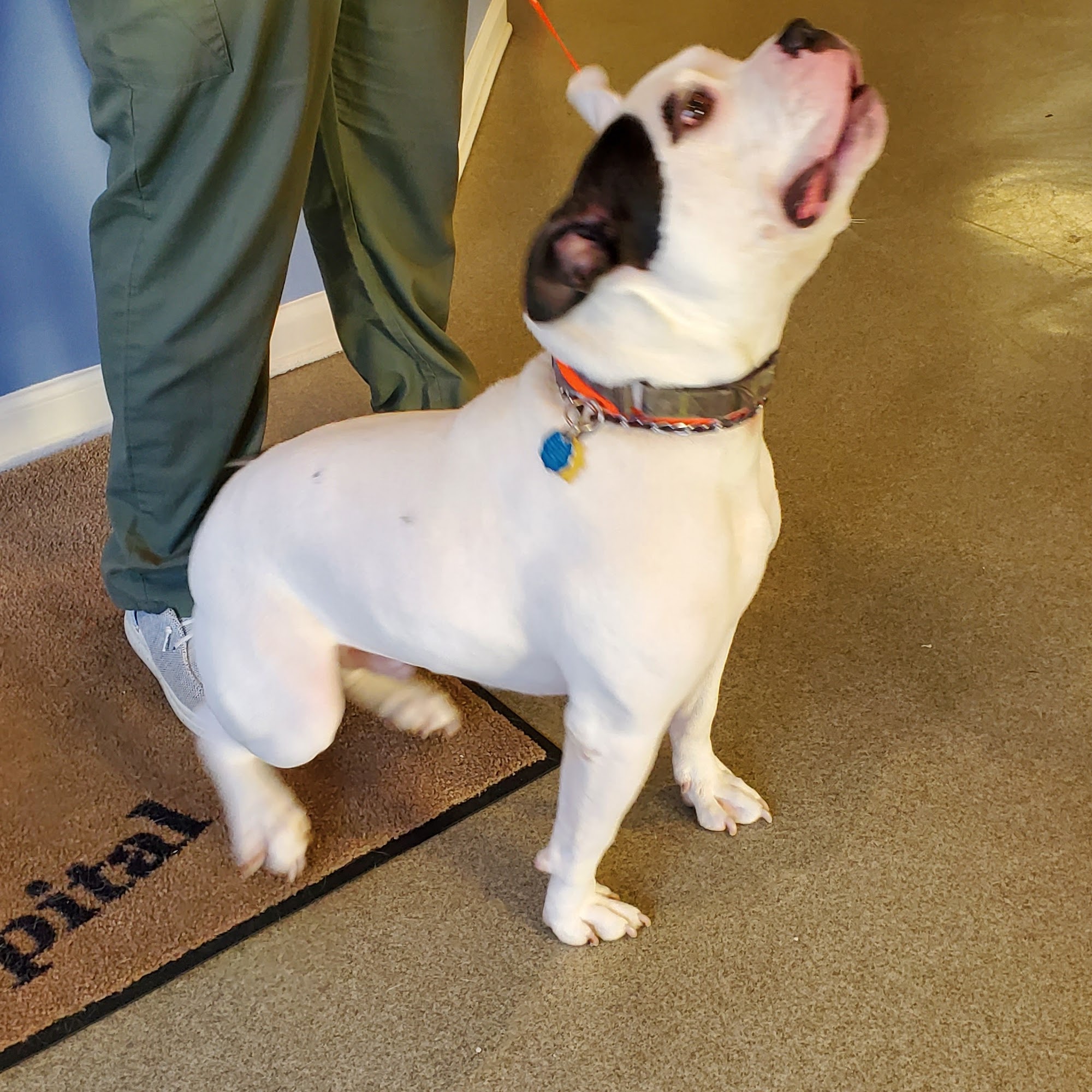 Falls Church Animal Hospital Falls Church