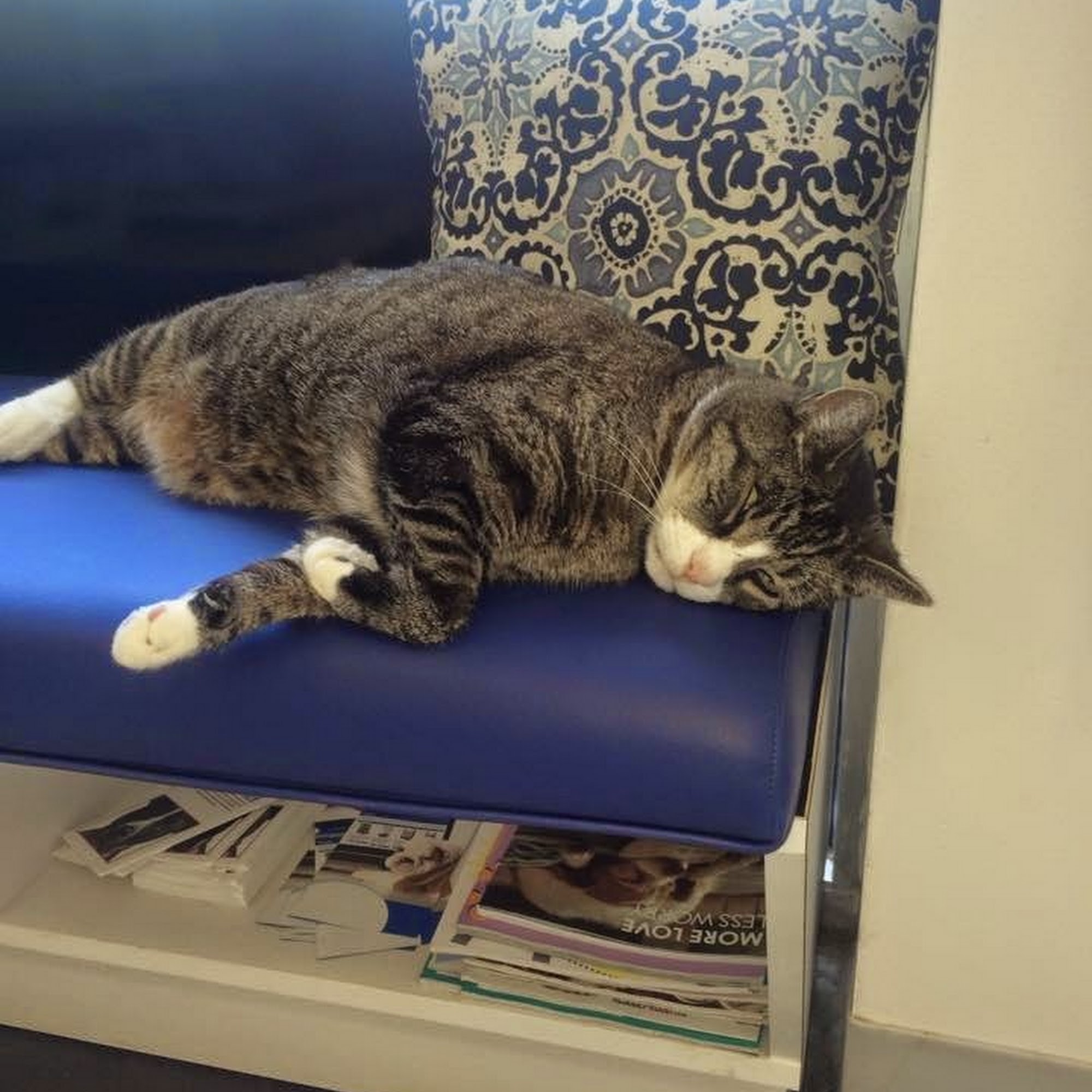 Fairfax Animal Hospital Falls Church