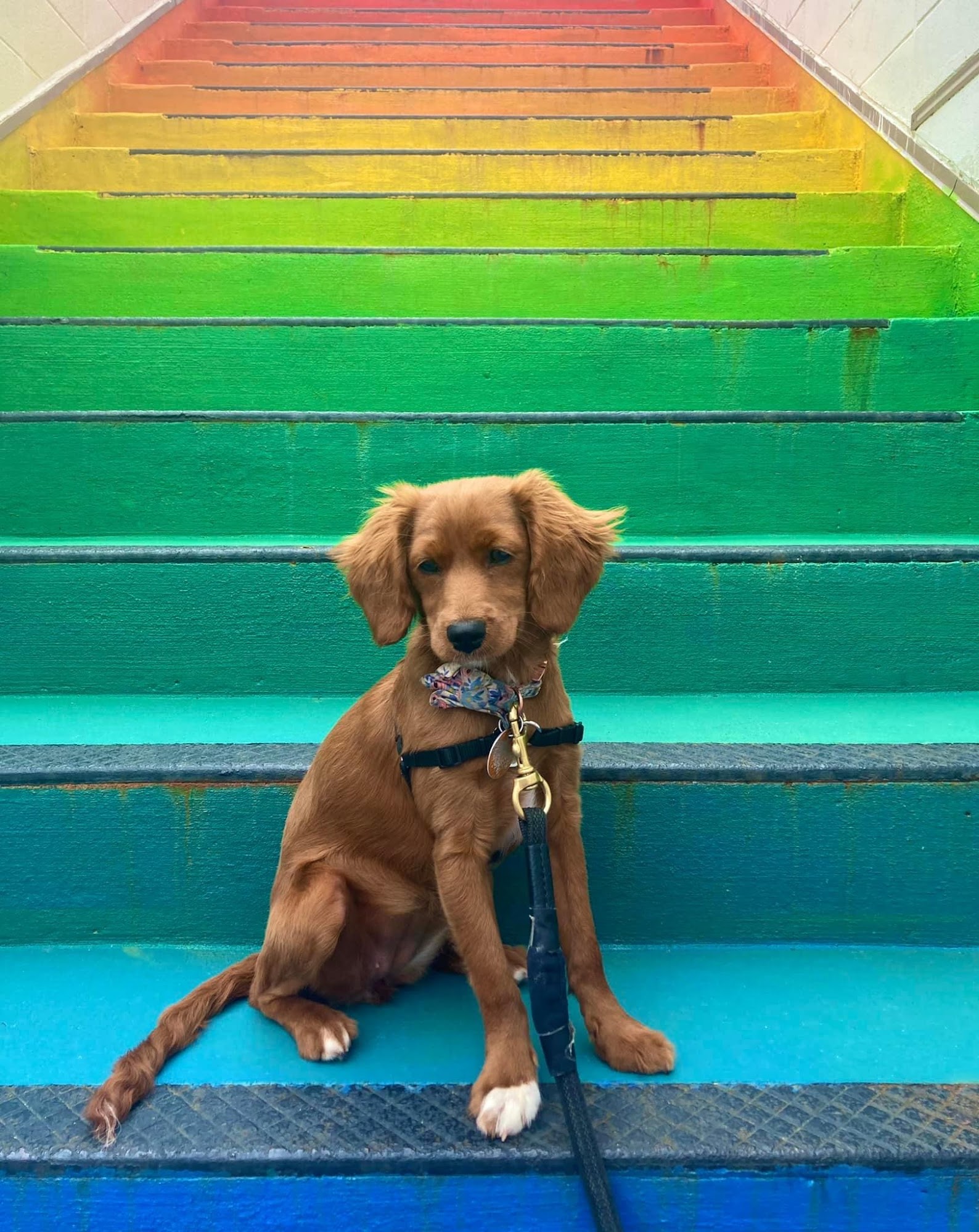 Unleashed Abilities: Coaching People, Training Dogs Falls Church