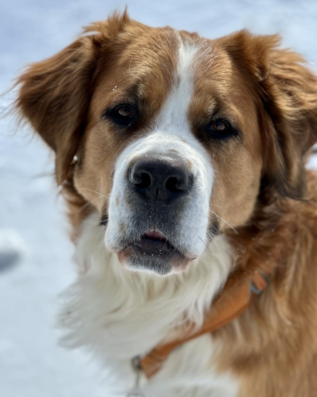 Paw Prints Pet Services Falls Church
