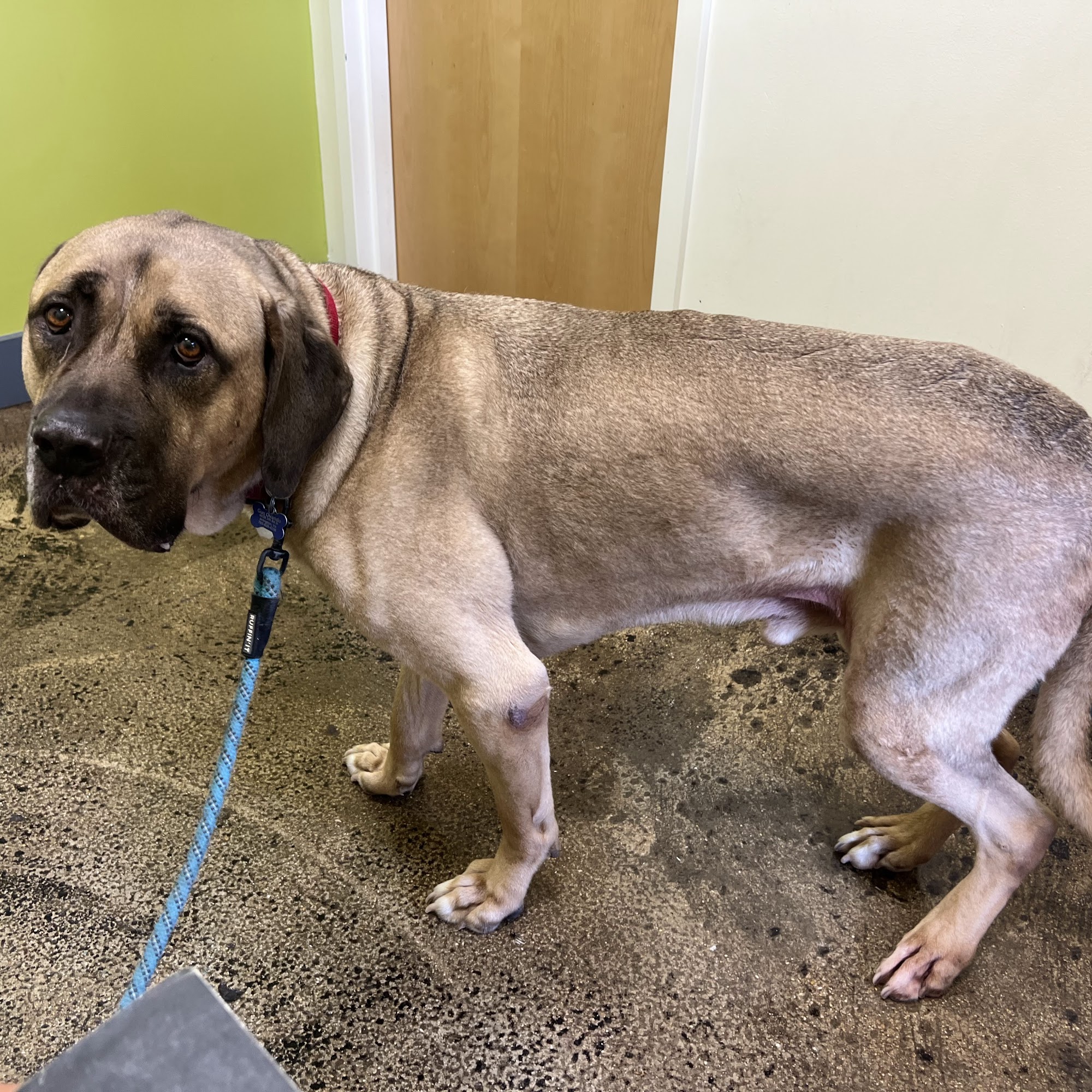 Value Vet- By Appointment Falls Church