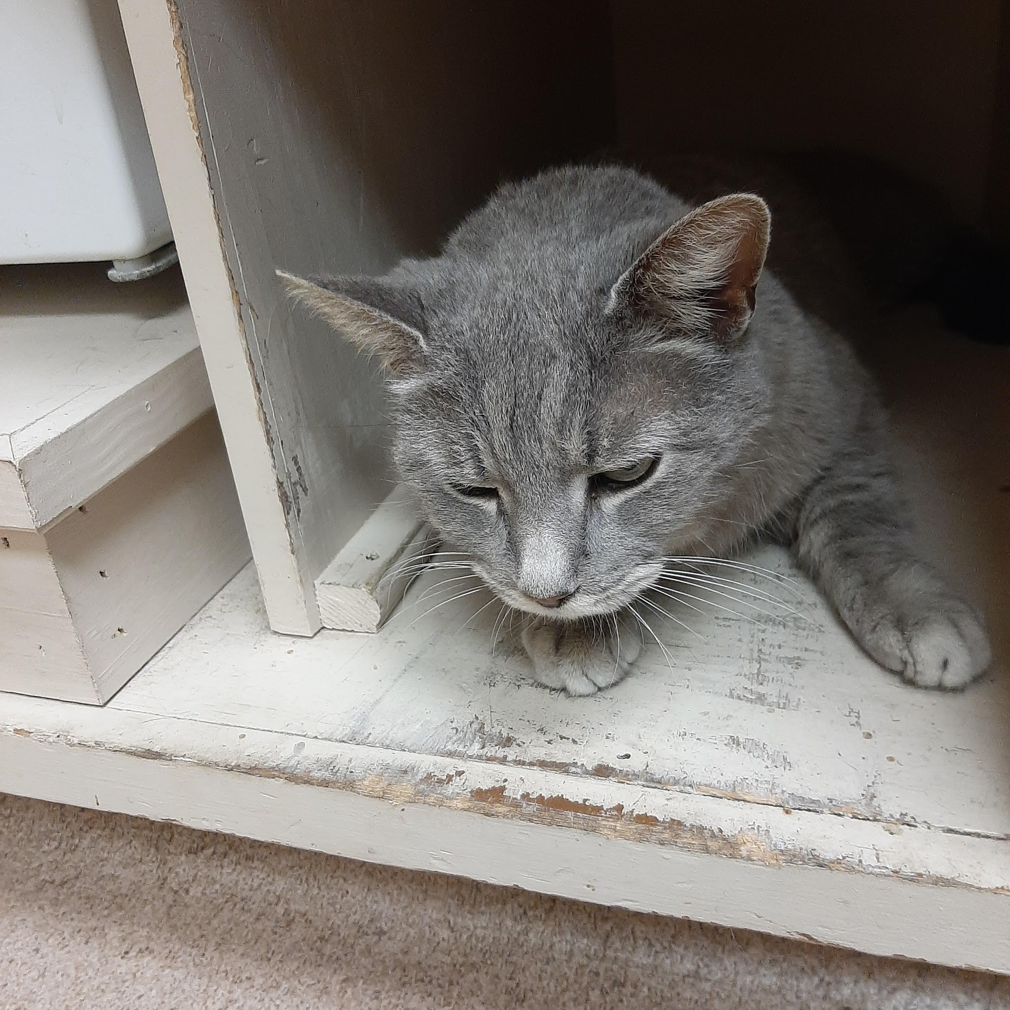 French Mark a DVM Farmville