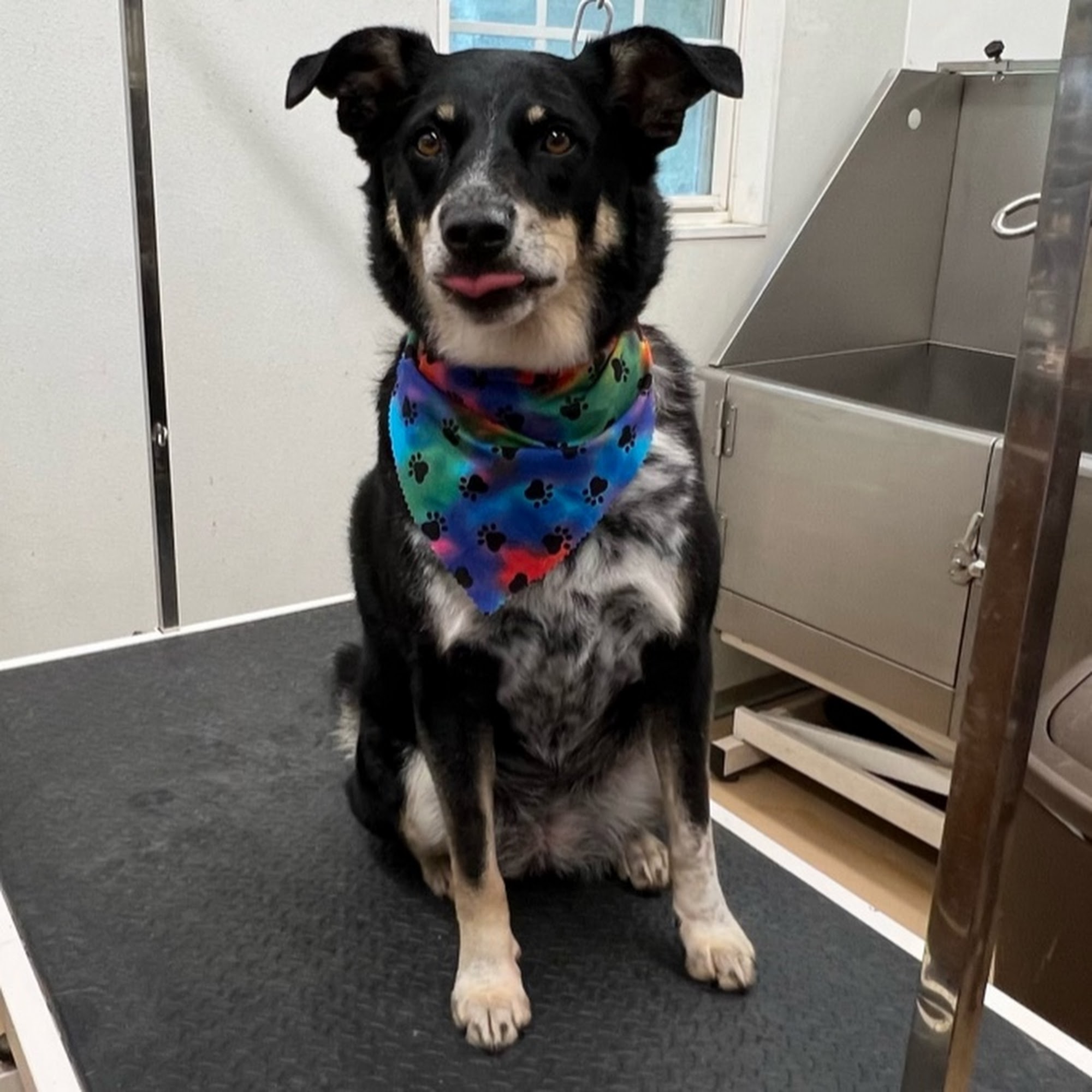 Kat's Kennels LLC Farmville