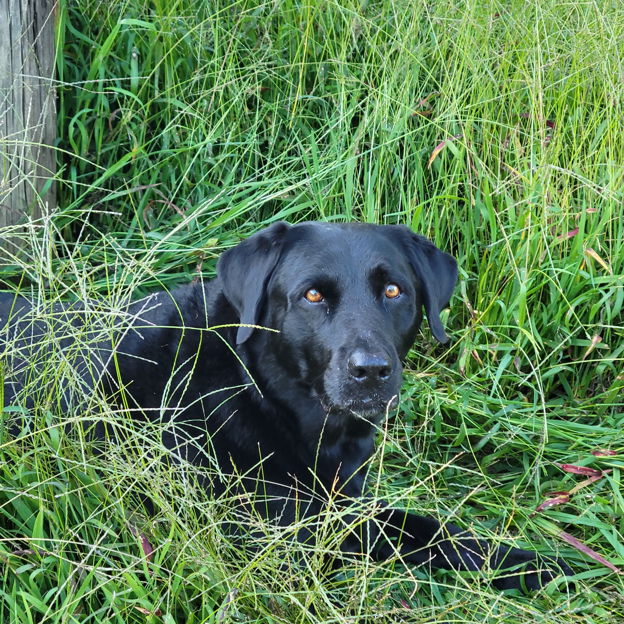Blue Ridge Veterinary Hospital Floyd