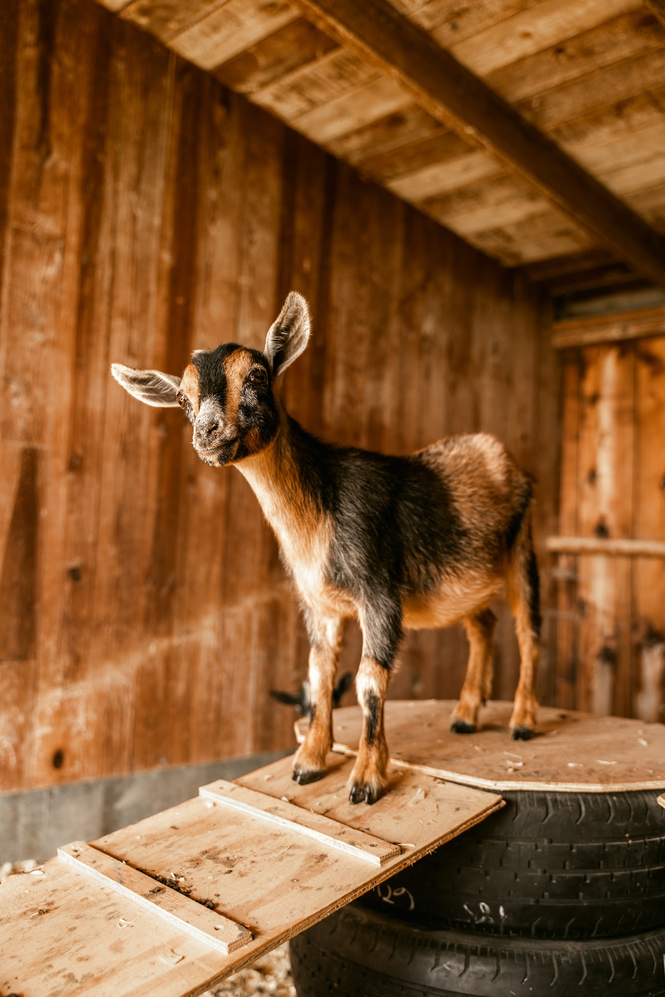 Maranatha Farms Forest