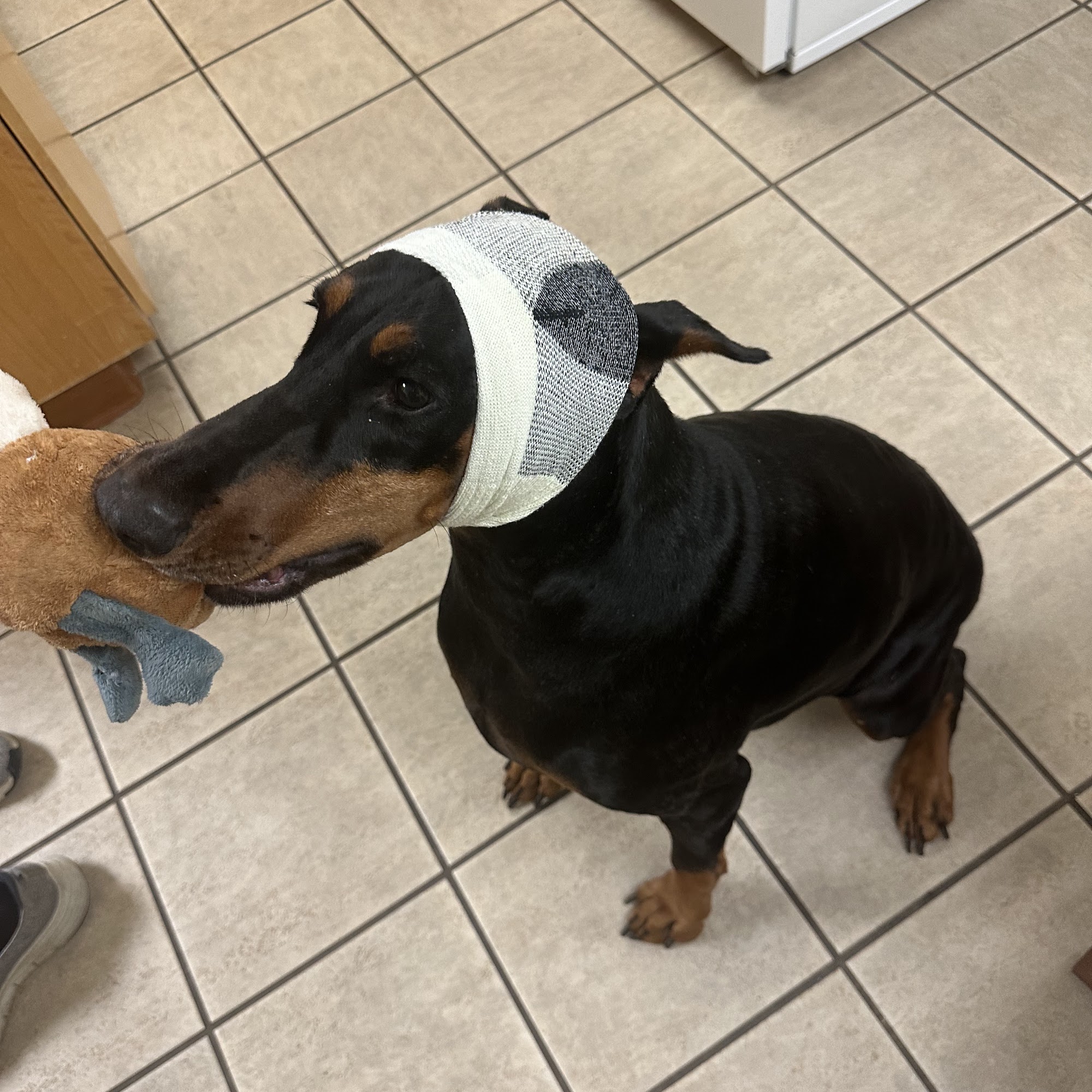 Fort Myer Veterinary Treatment Facility Fort Myer