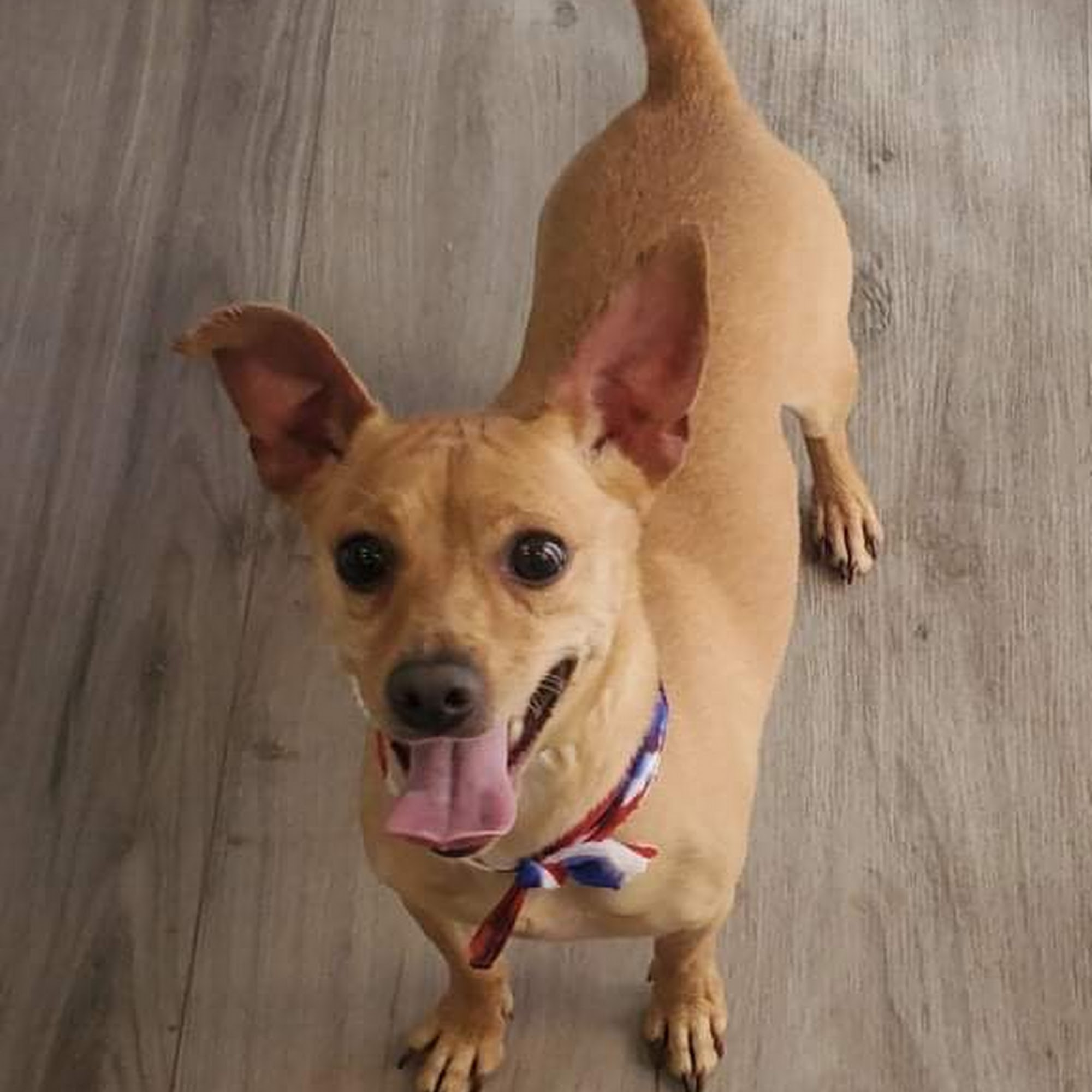 Southampton Veterinary Clinic Franklin