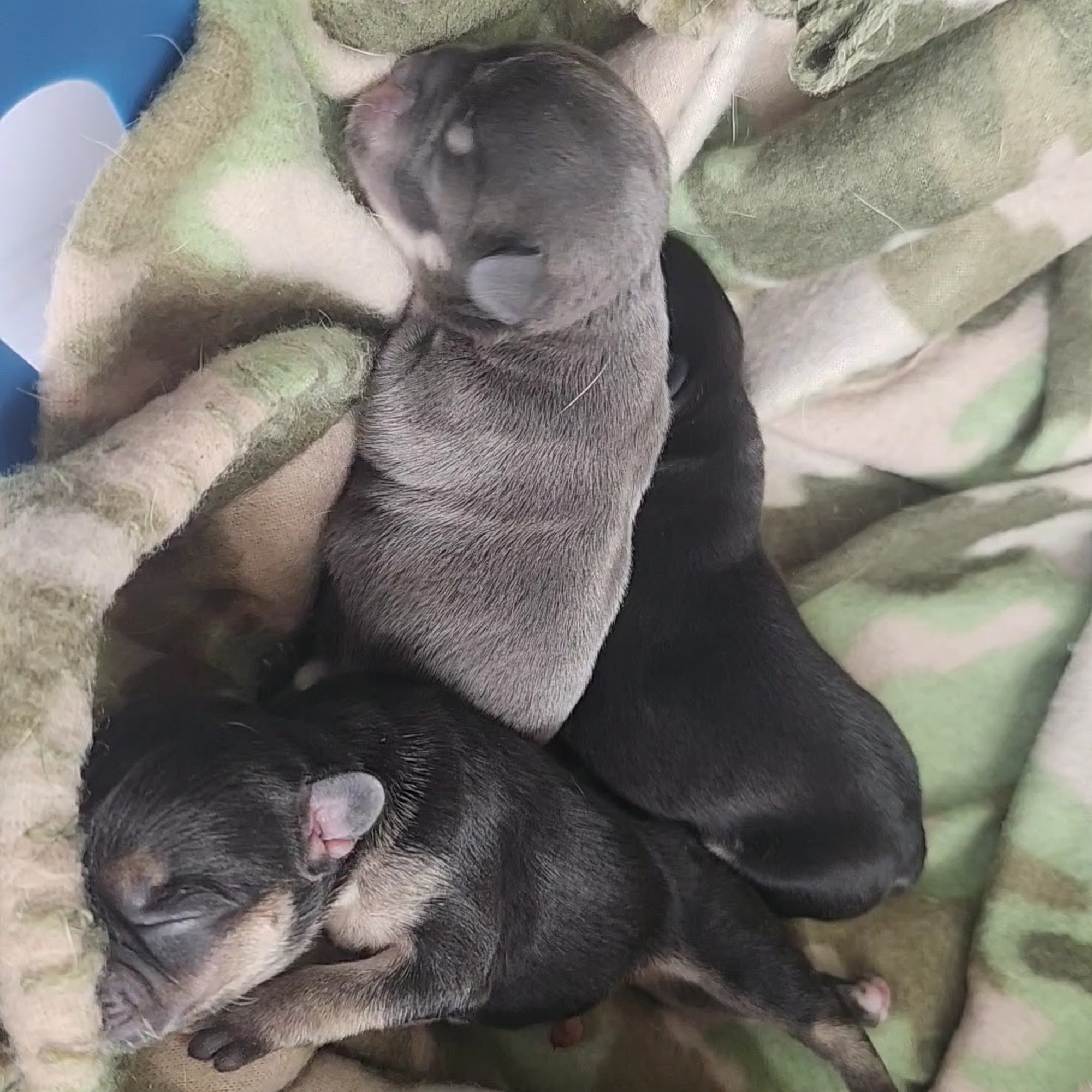 Ferry Farm Animal Clinic Fredericksburg