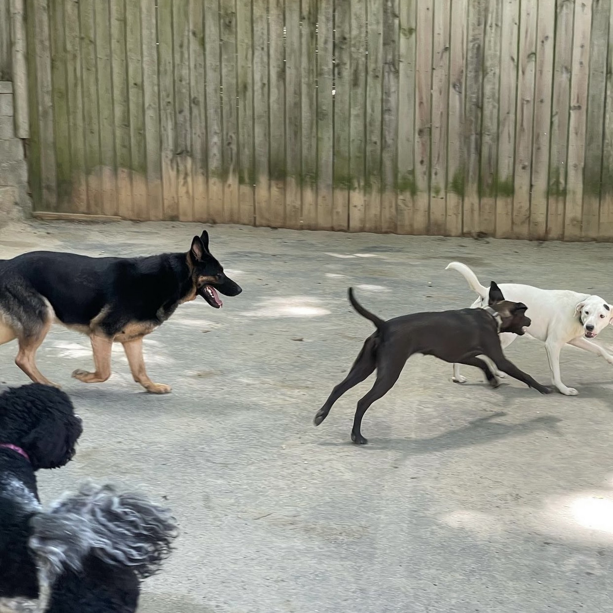 Four Paws Pet Resort Fredericksburg