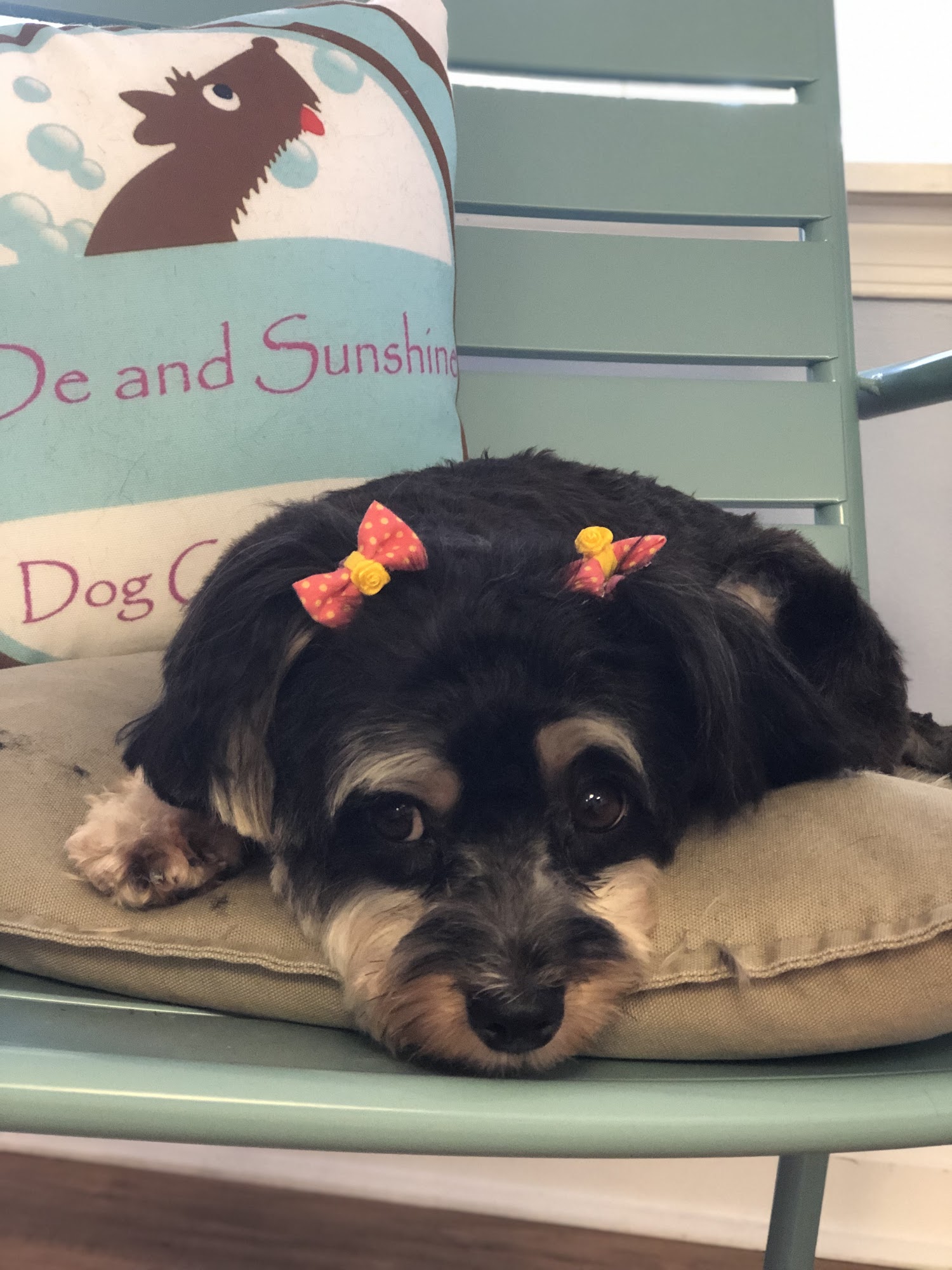 DeDe and Sunshine Dog Grooming Fredericksburg