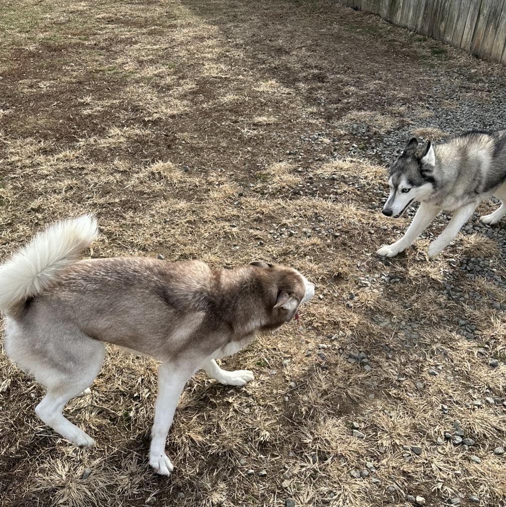 Calypso Kennels Fredericksburg