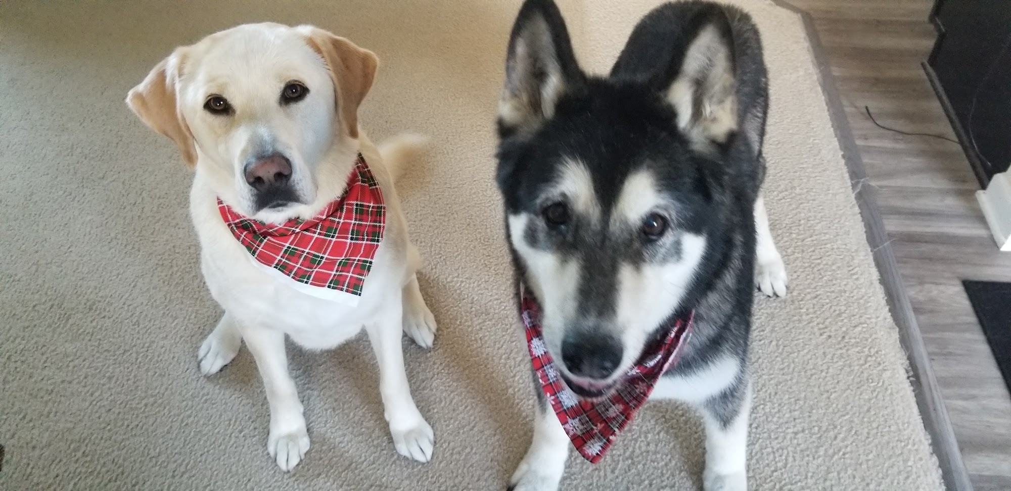 Handsome Hound Pet Grooming Fredericksburg