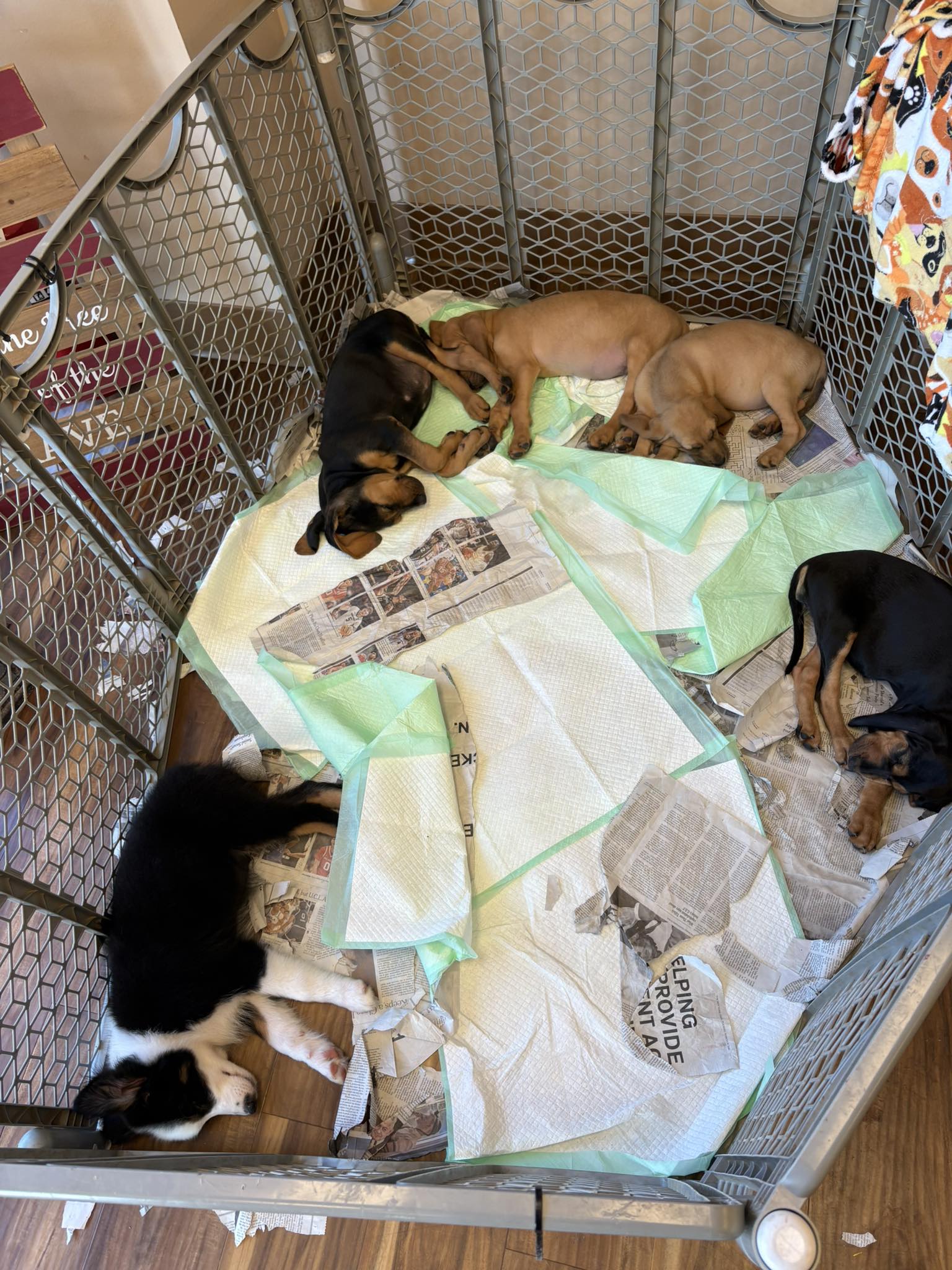 DirtyPaws DogWash Fredericksburg