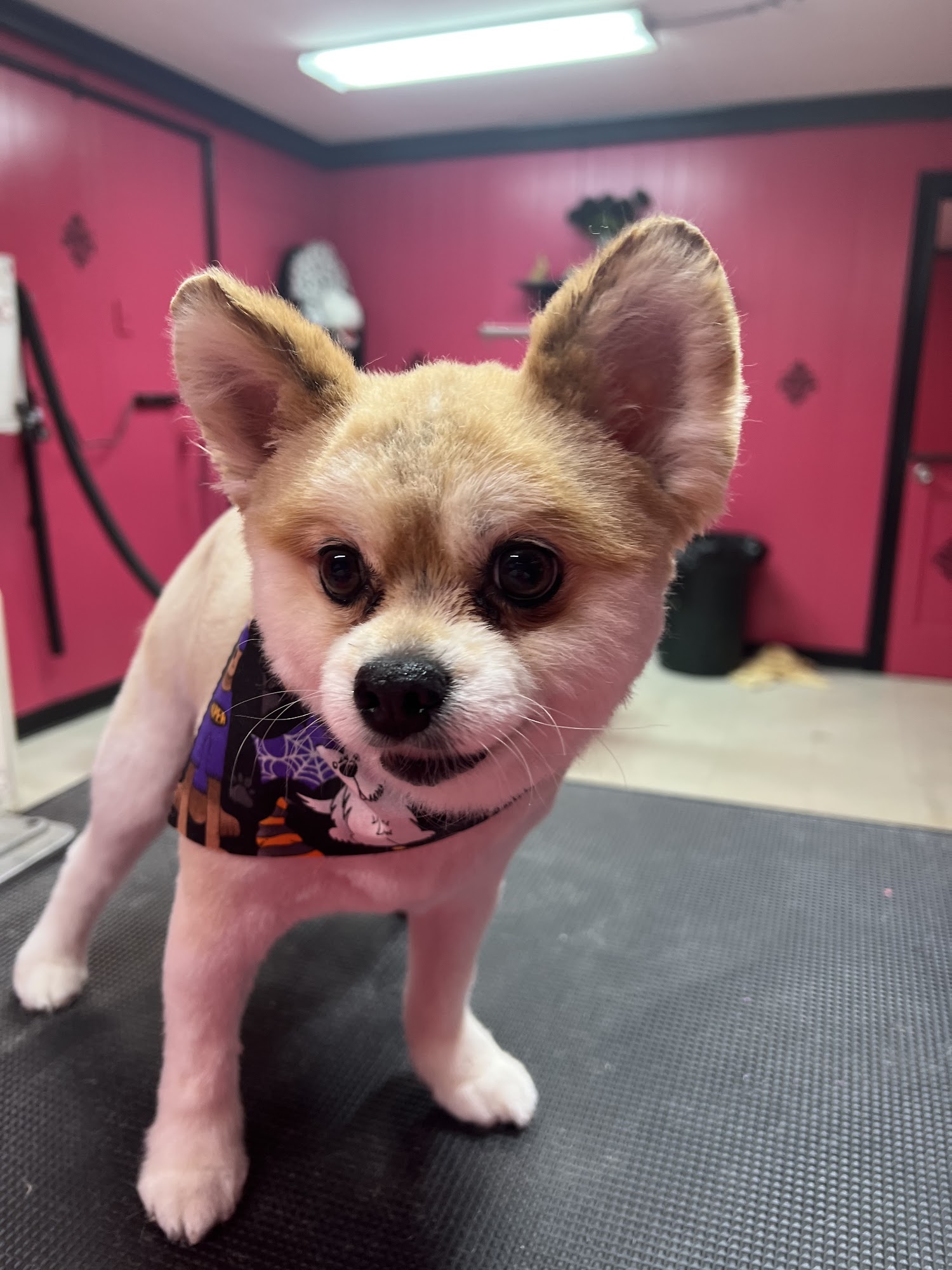 Beauty In the Beast Pet Grooming