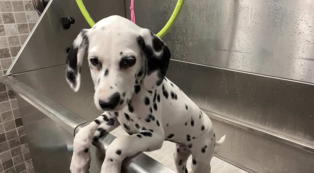 Beauty In the Beast Pet Grooming