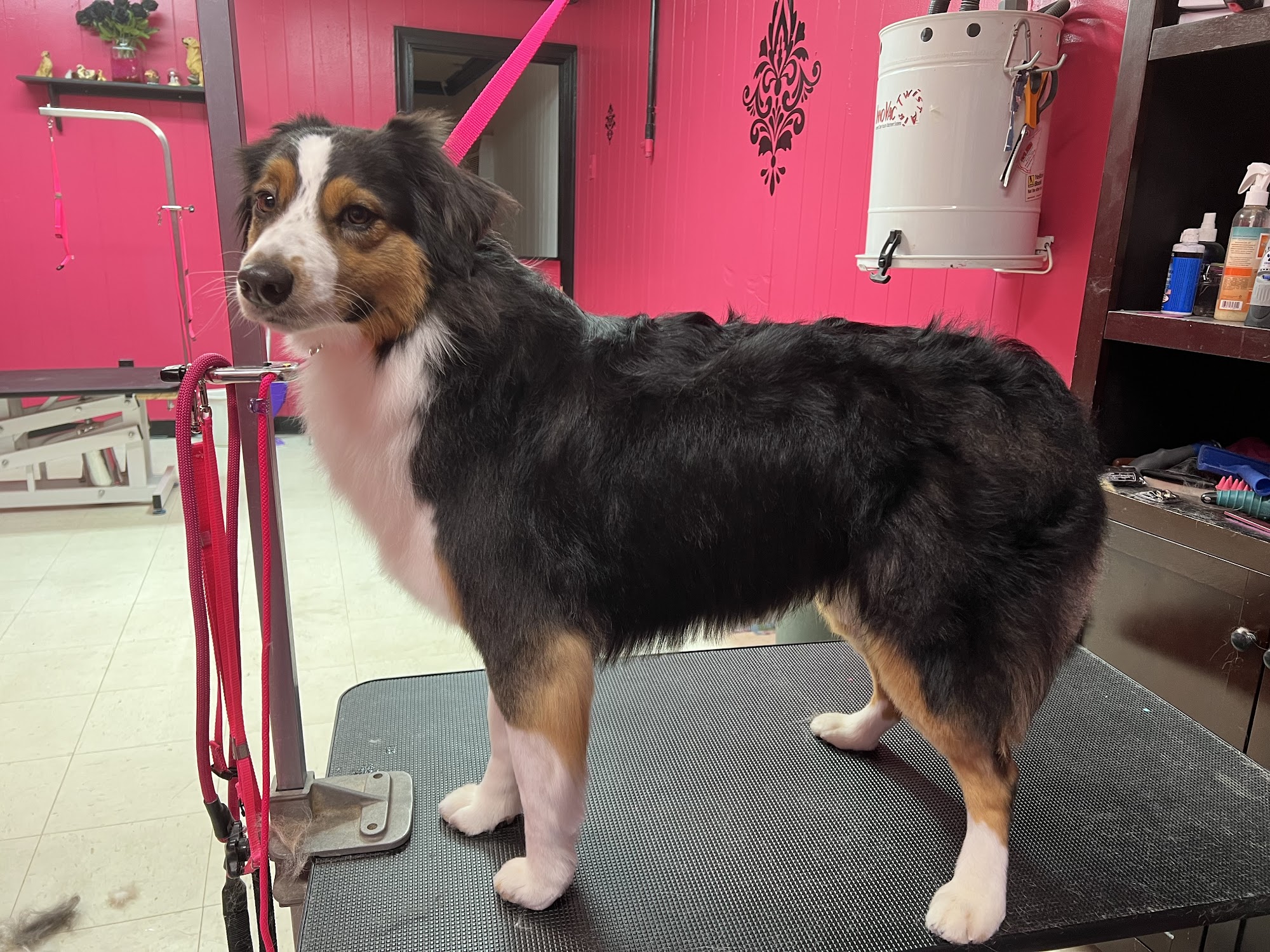 Beauty In the Beast Pet Grooming