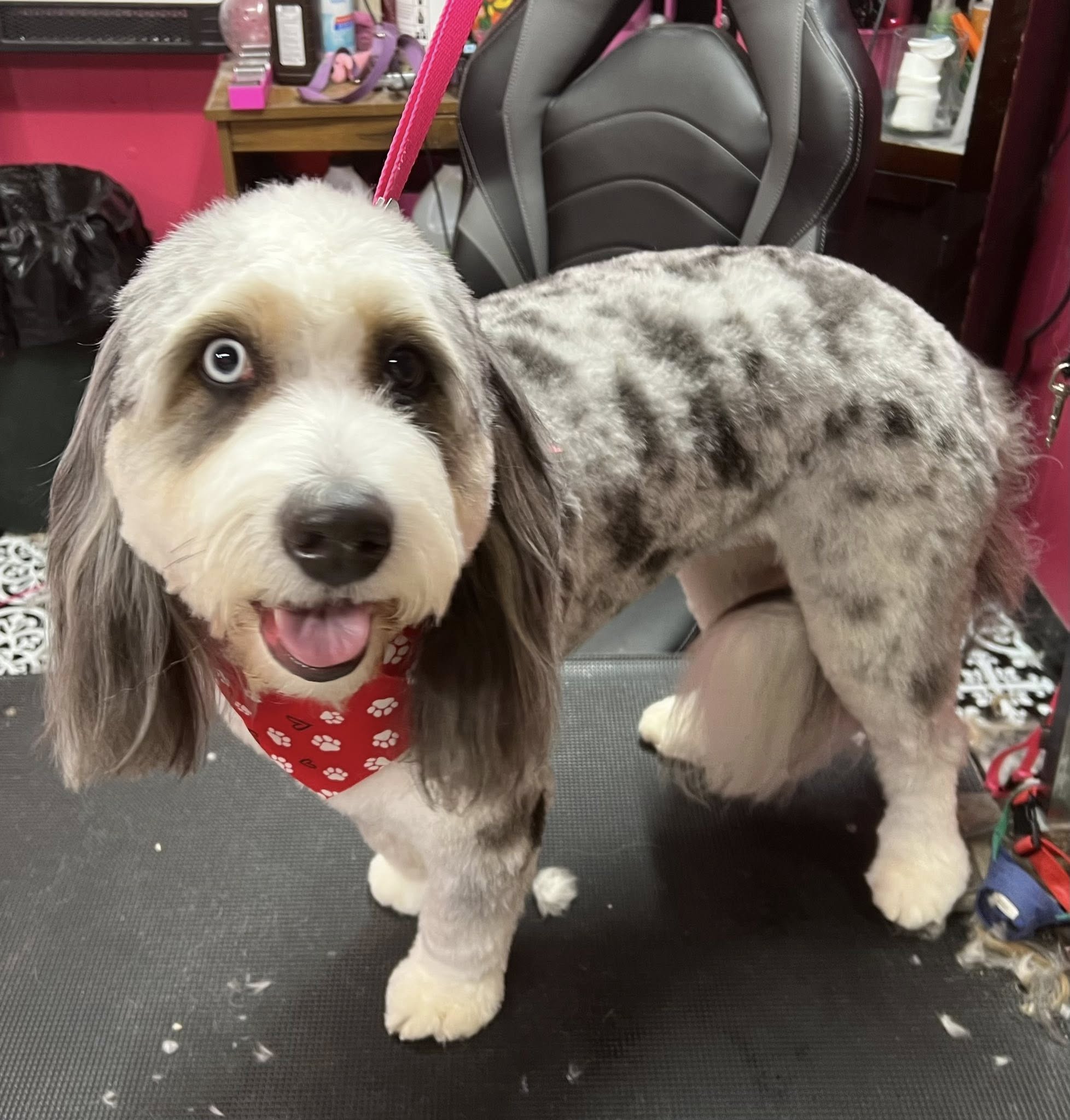 Beauty In the Beast Pet Grooming