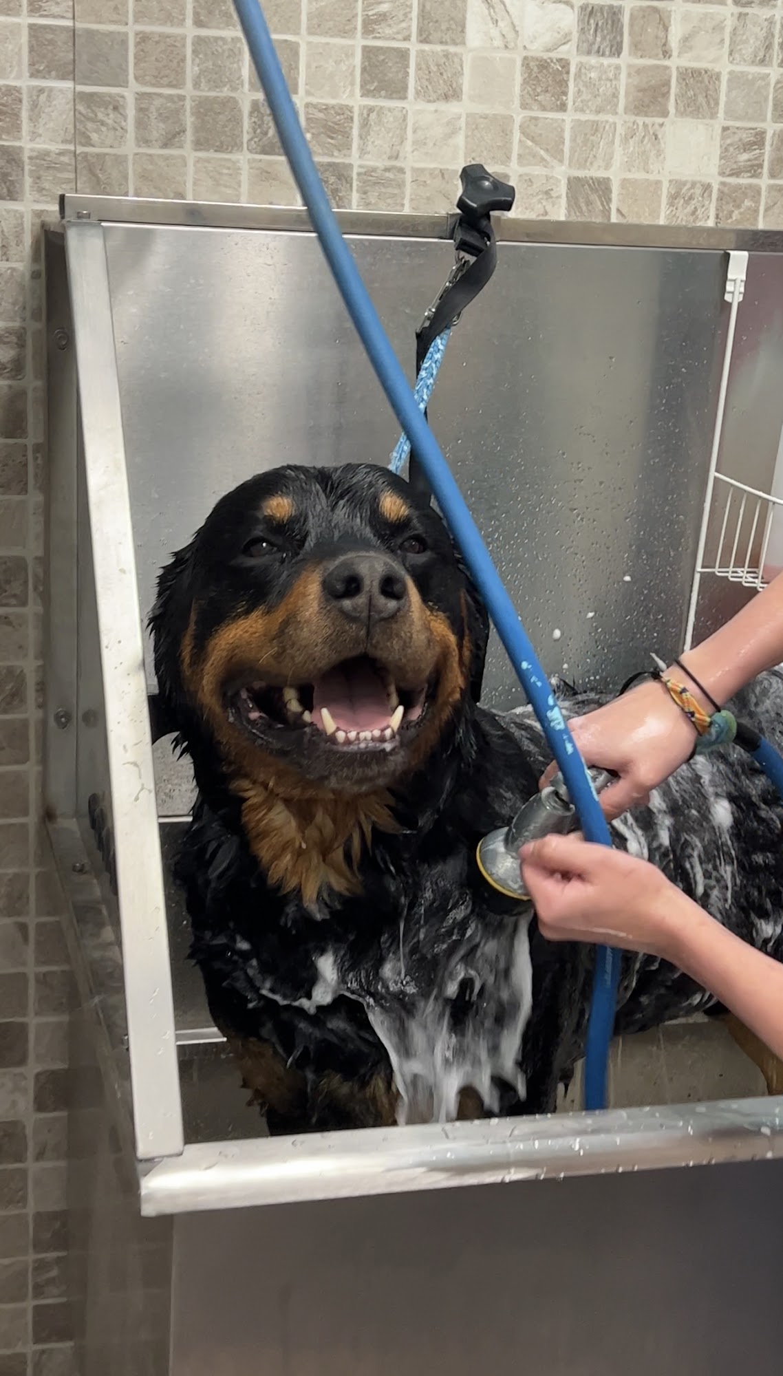 Beauty In the Beast Pet Grooming