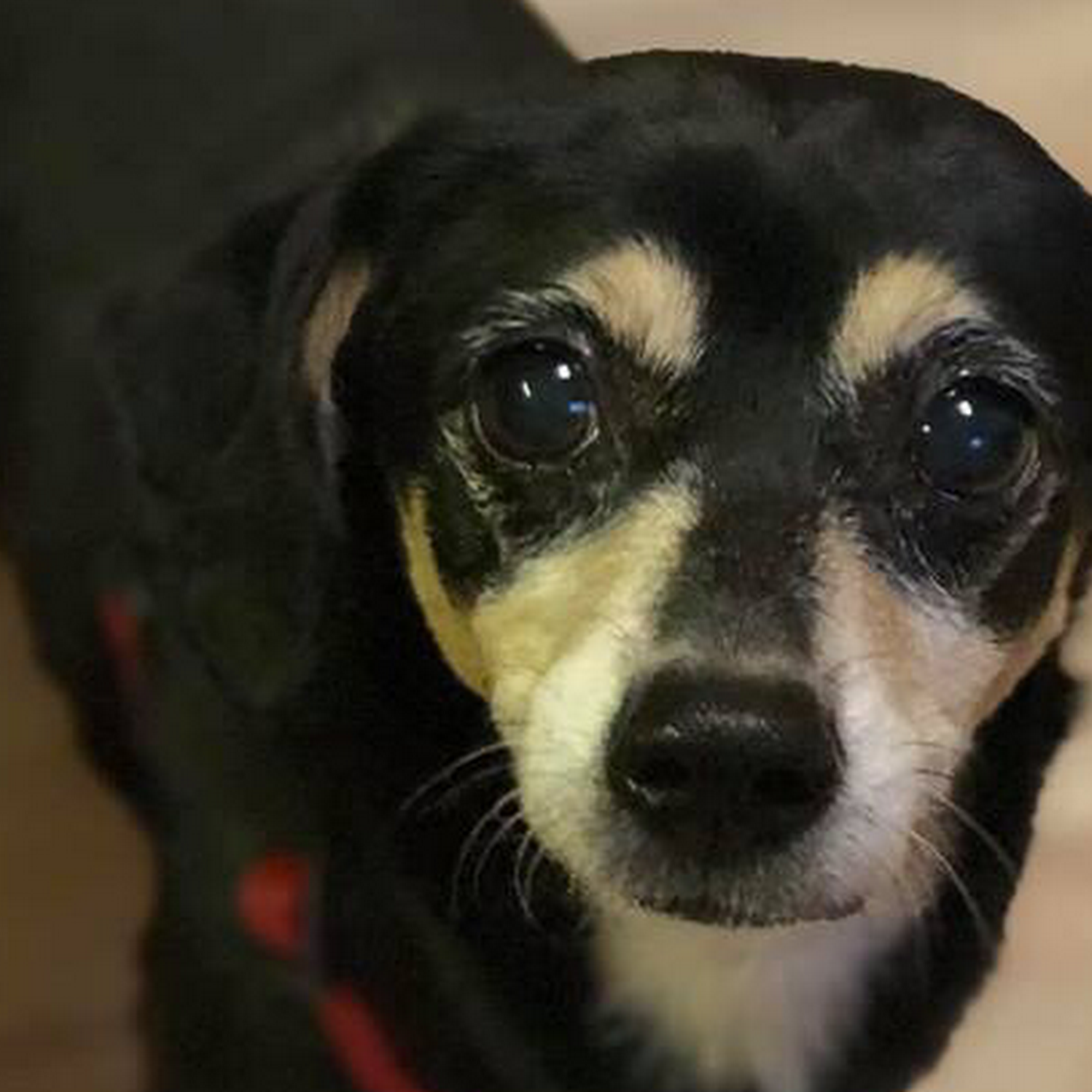 Old Dominion Humane Society Fredericksburg