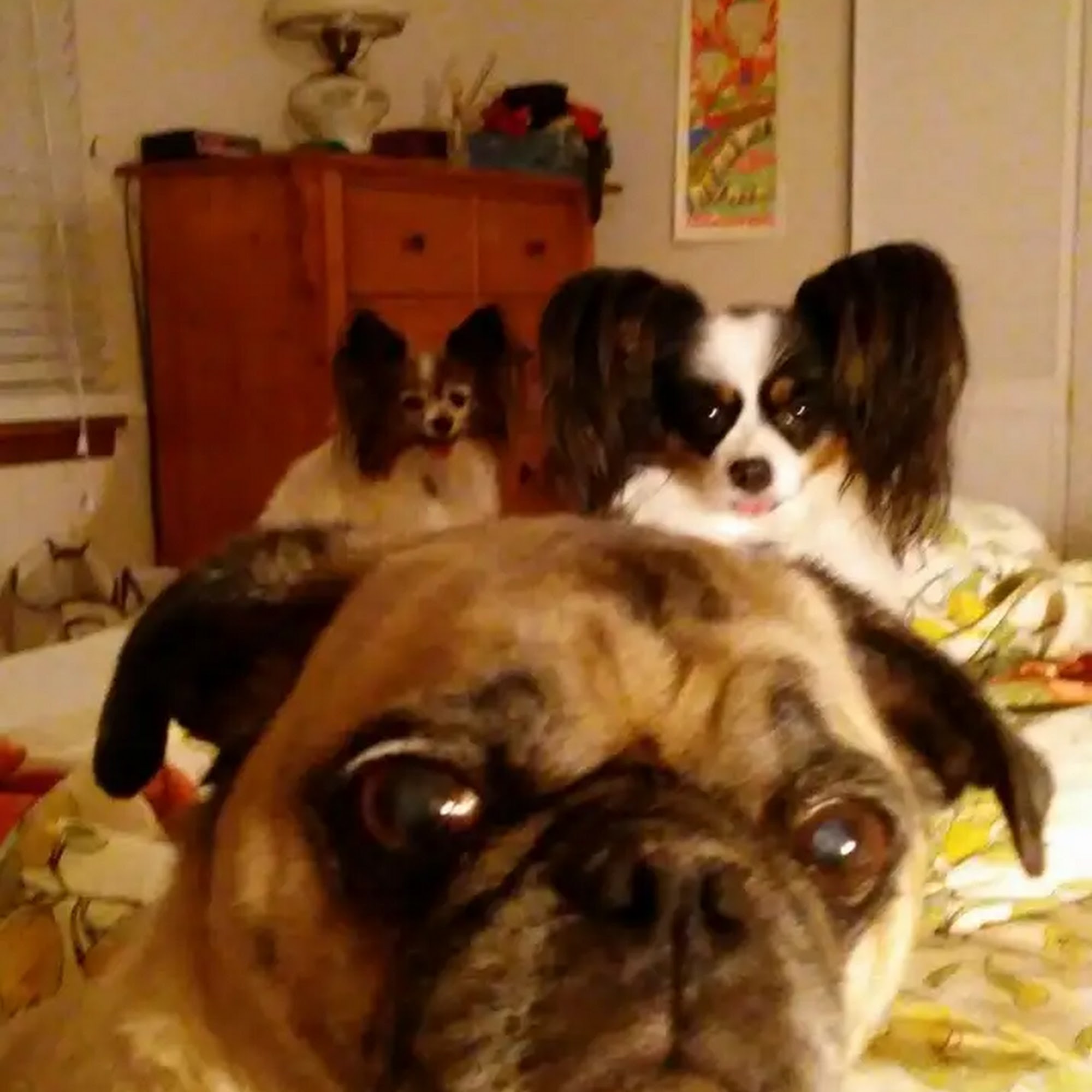 Peace of Mind Pet Services Fredericksburg