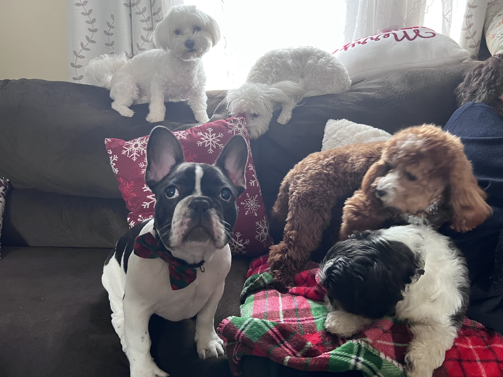 Pampered Pets by Kat, LLC Fredericksburg