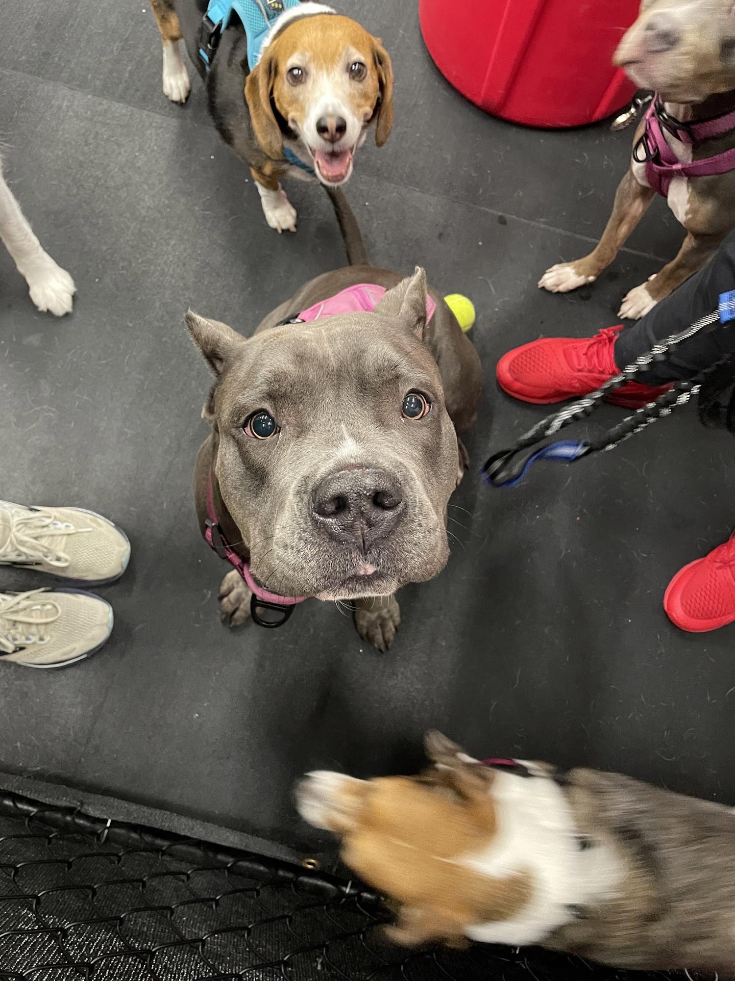 Woof Houze FXBG Fredericksburg