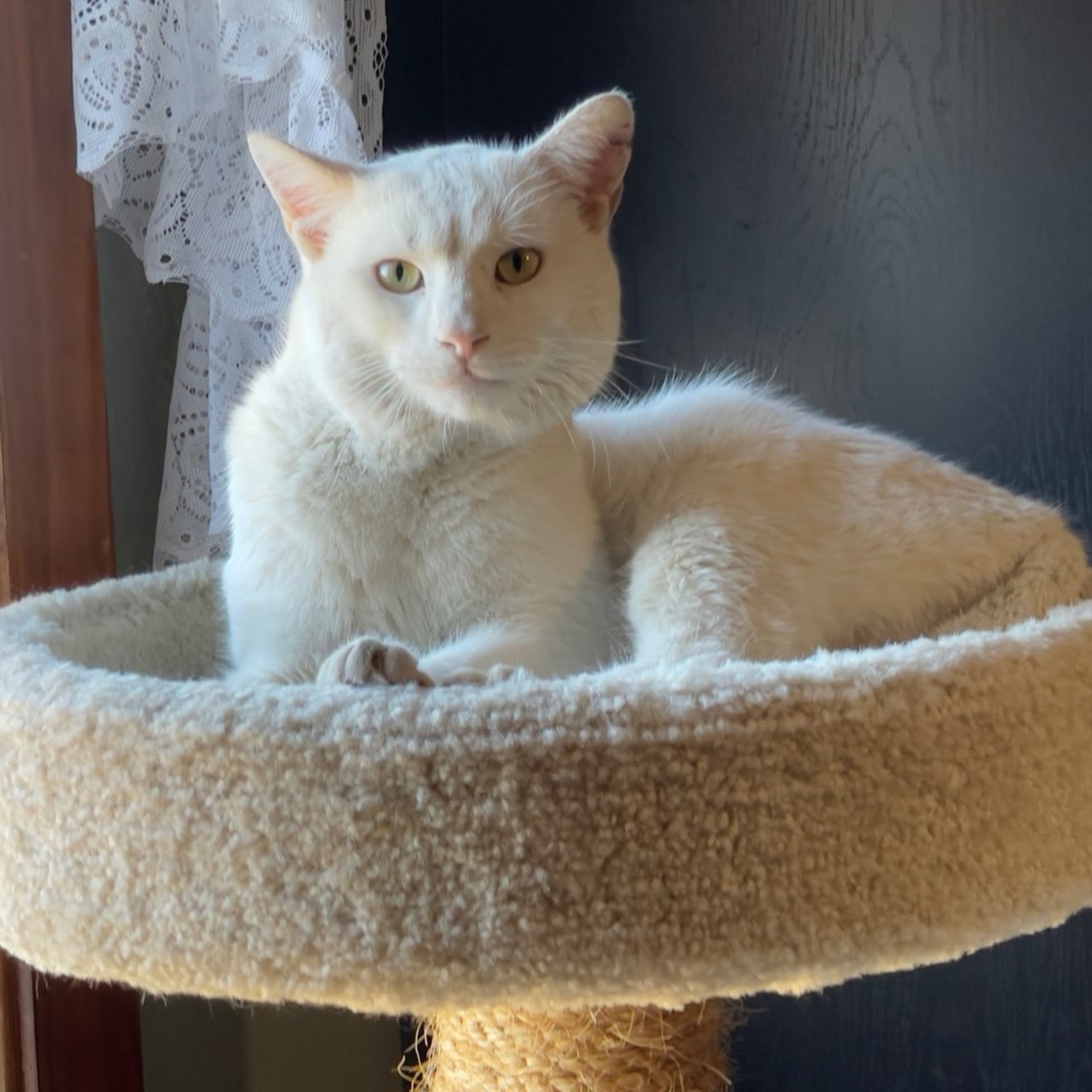 Warren County Veterinary Clinic Front Royal