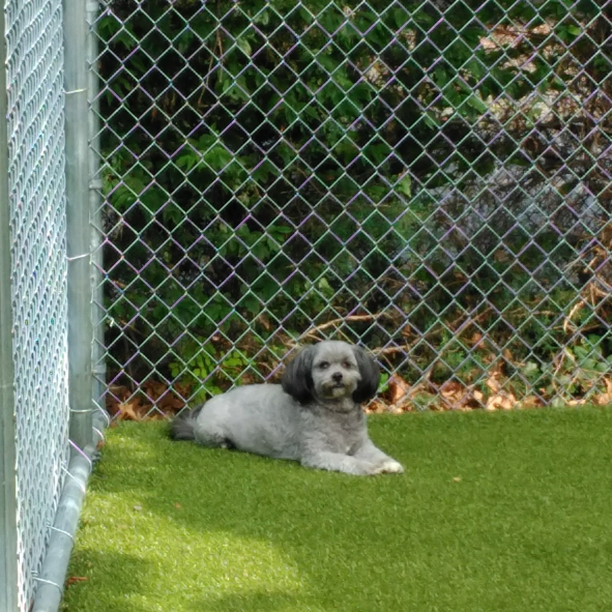 Professional All-Breed Grooming Pet Daycare & Boarding Center Front Royal