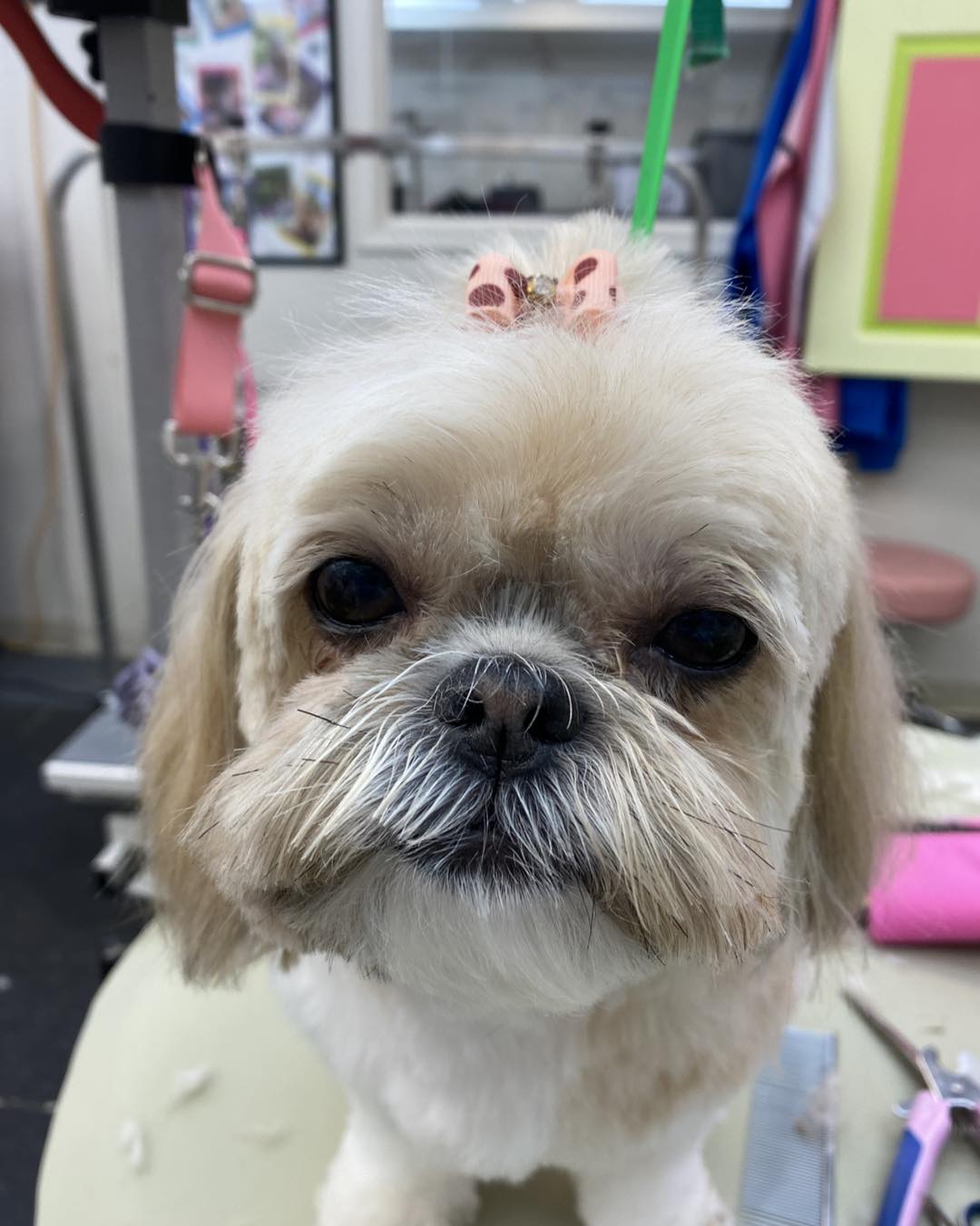 Shear Elegance Pet Boutique Front Royal