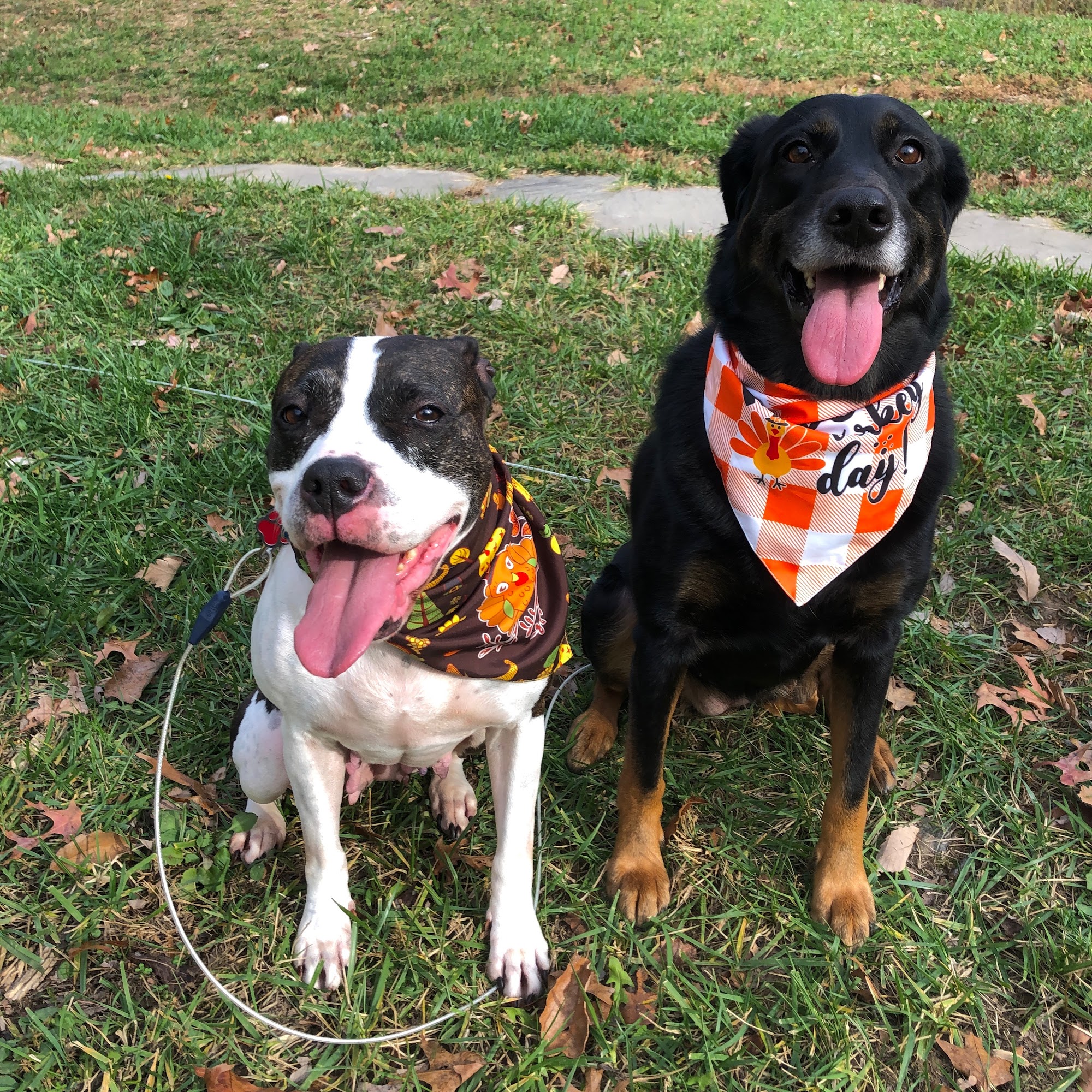 Cavalier Kennels Front Royal