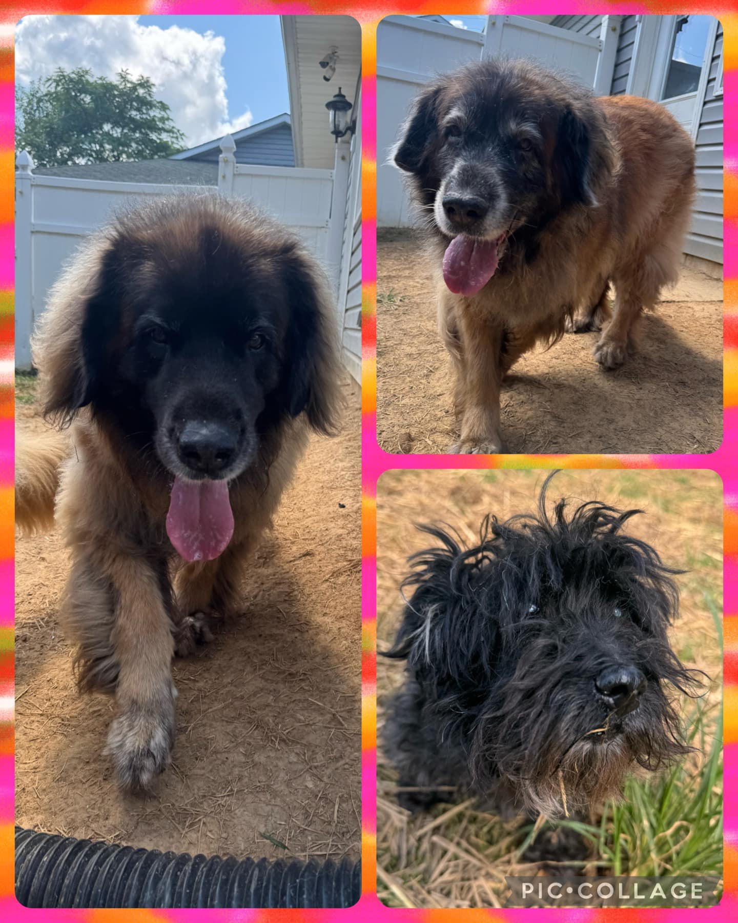 Cavalier Kennels Front Royal