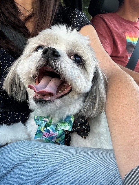 Stonewall Veterinary Clinic Gainesville