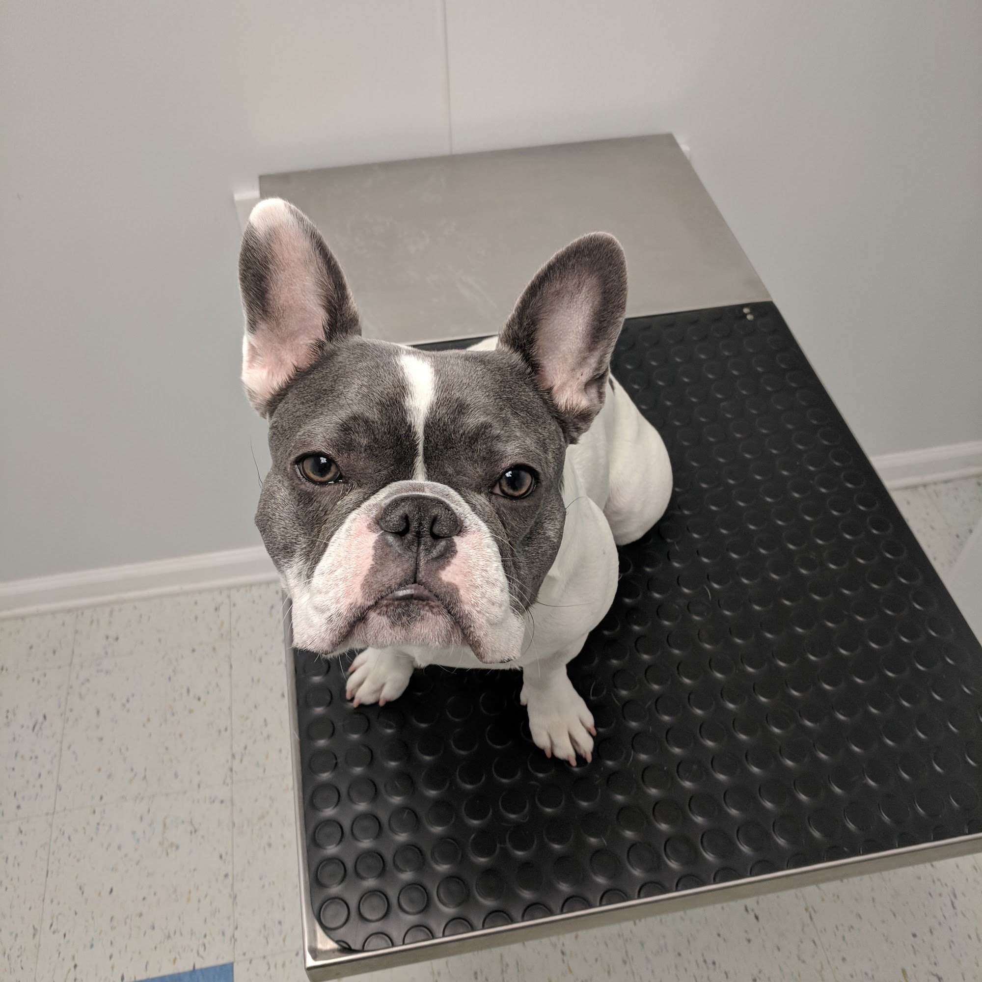 Companion Animal Clinic Of Gainesville PC Gainesville