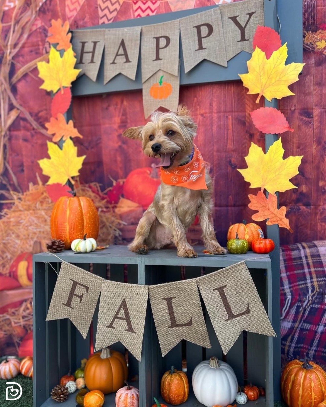 Dogtopia of Gainesville Gainesville