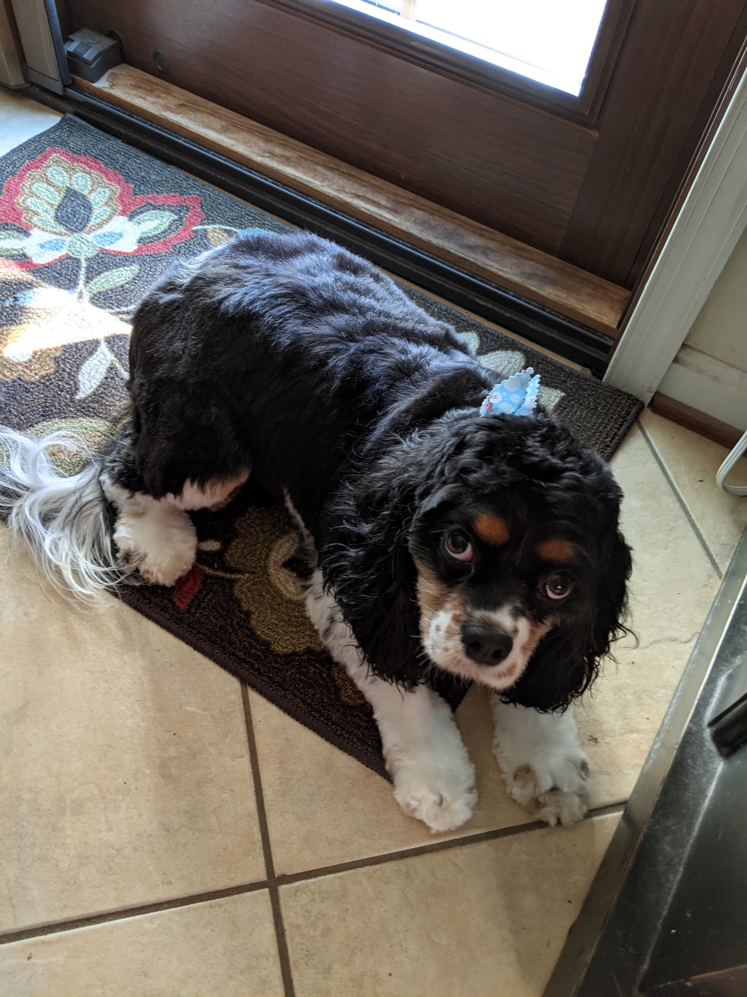 Shaggy to Chic Pet Grooming LLC Gainesville