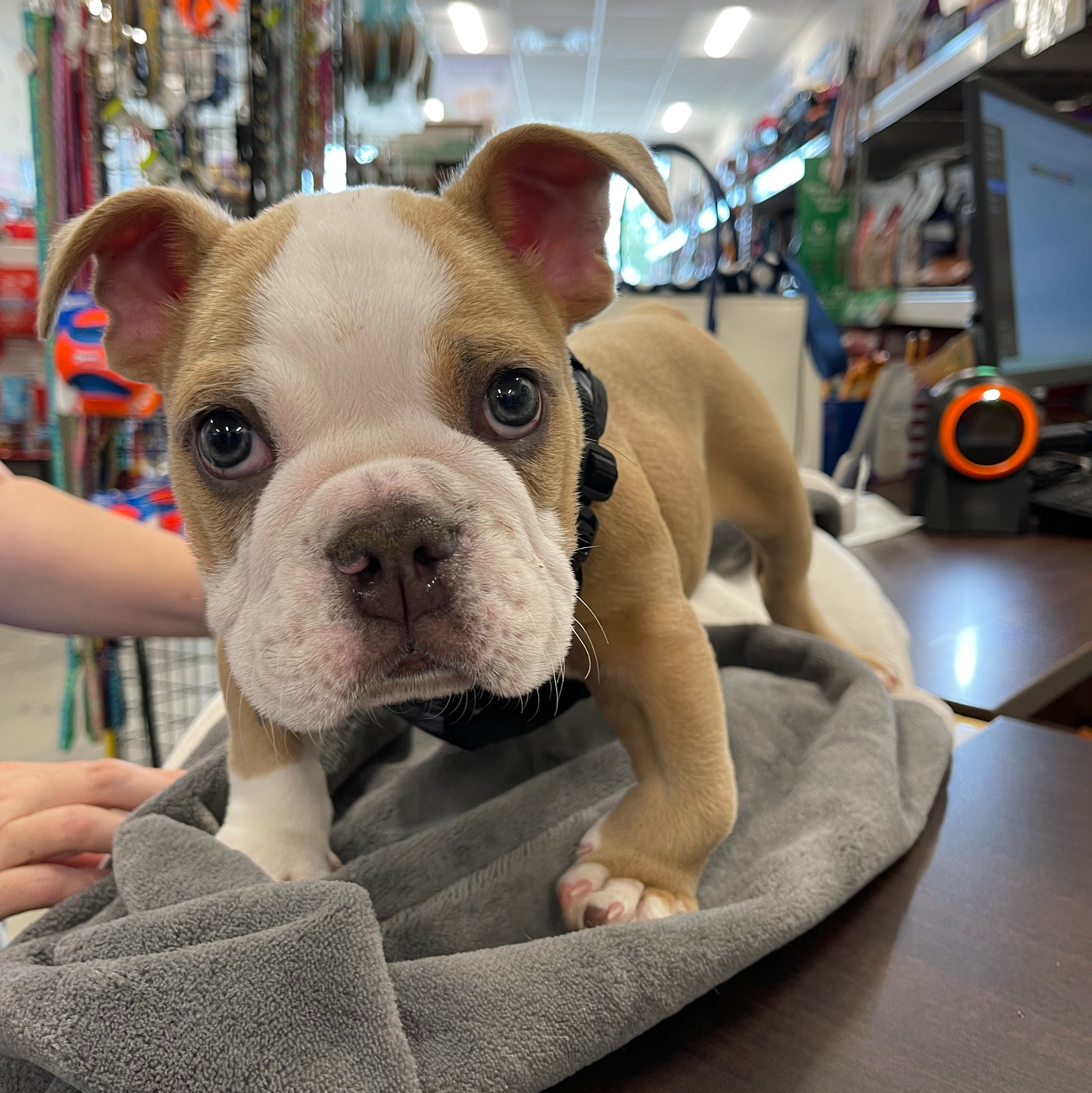 Miss Kibbles Gainesville