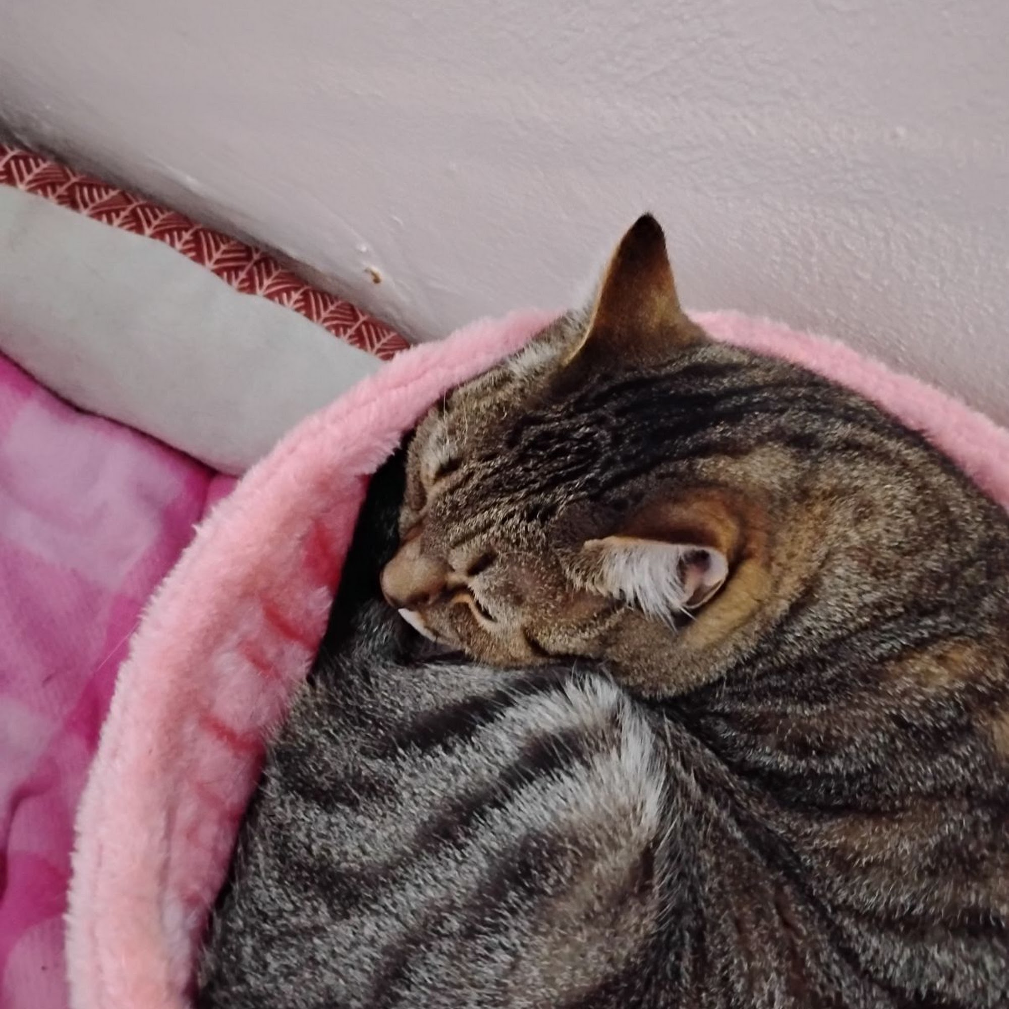 Galax Veterinary Clinic Galax