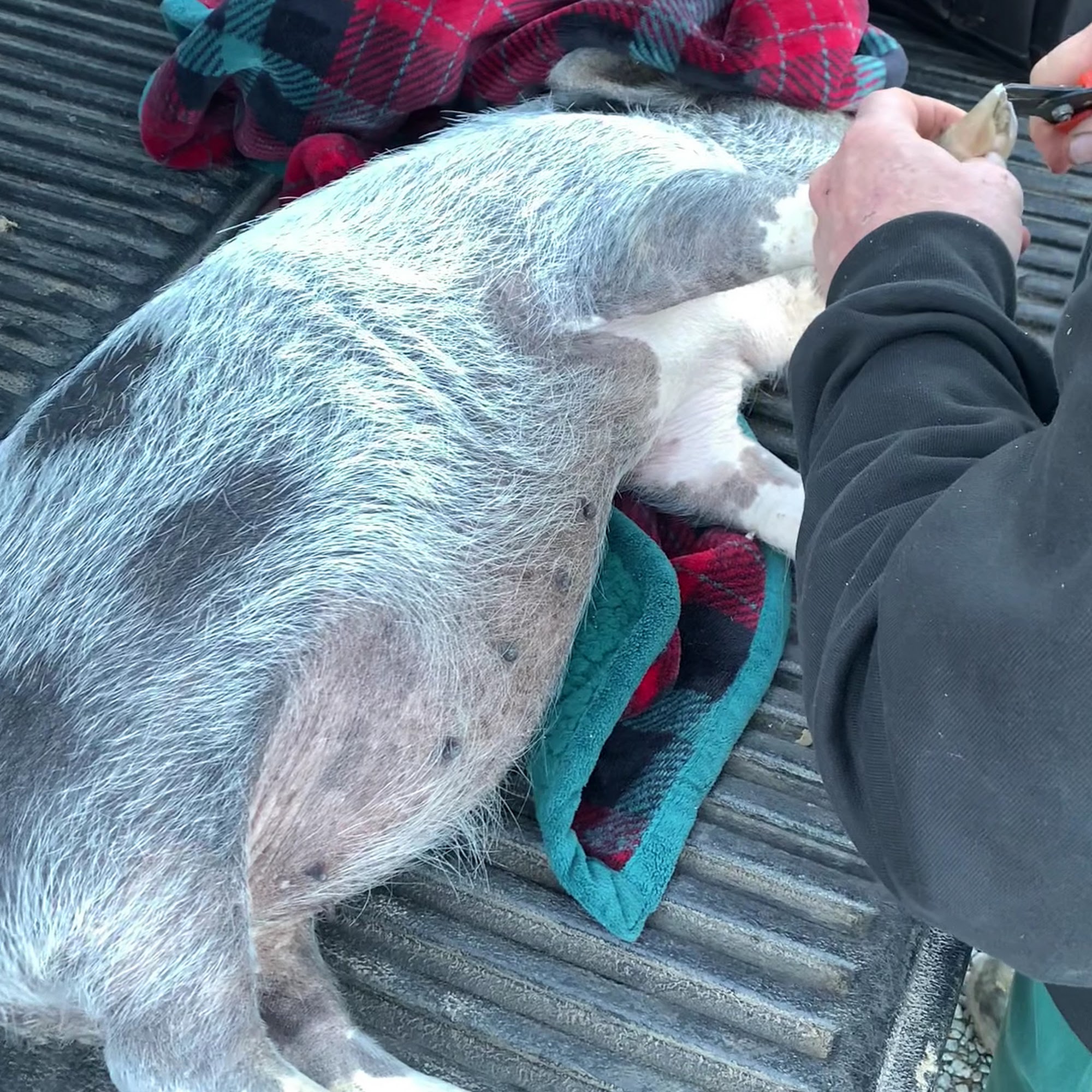 Healing Springs Large Animals Galax