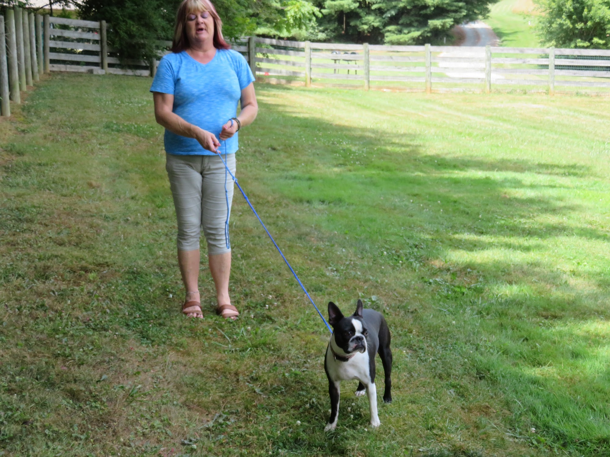 Healing Springs Animal Hospital Galax