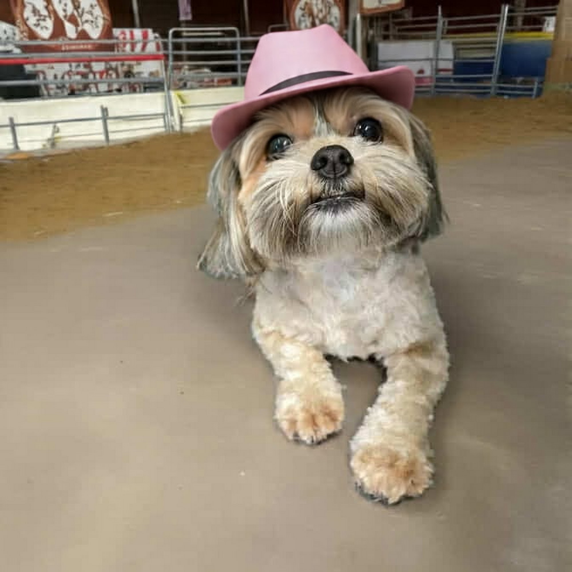 JR Pet Services Waggin' Train, LLC Galax