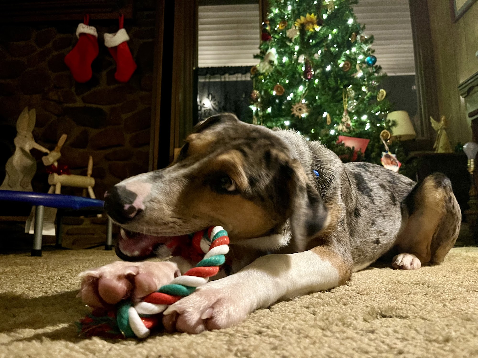 Galax Carroll Grayson Shelter Galax