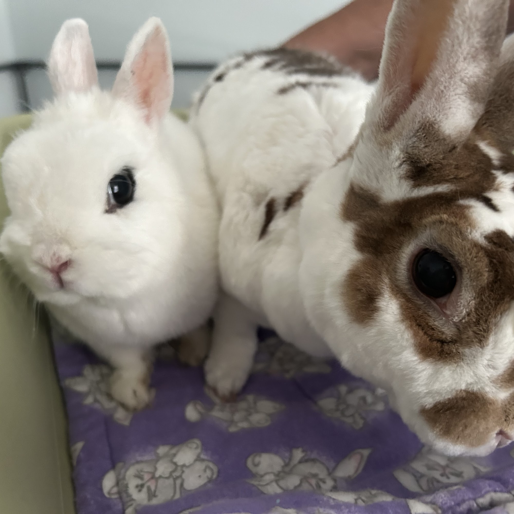 Glen Allen Animal Hospital Glen Allen