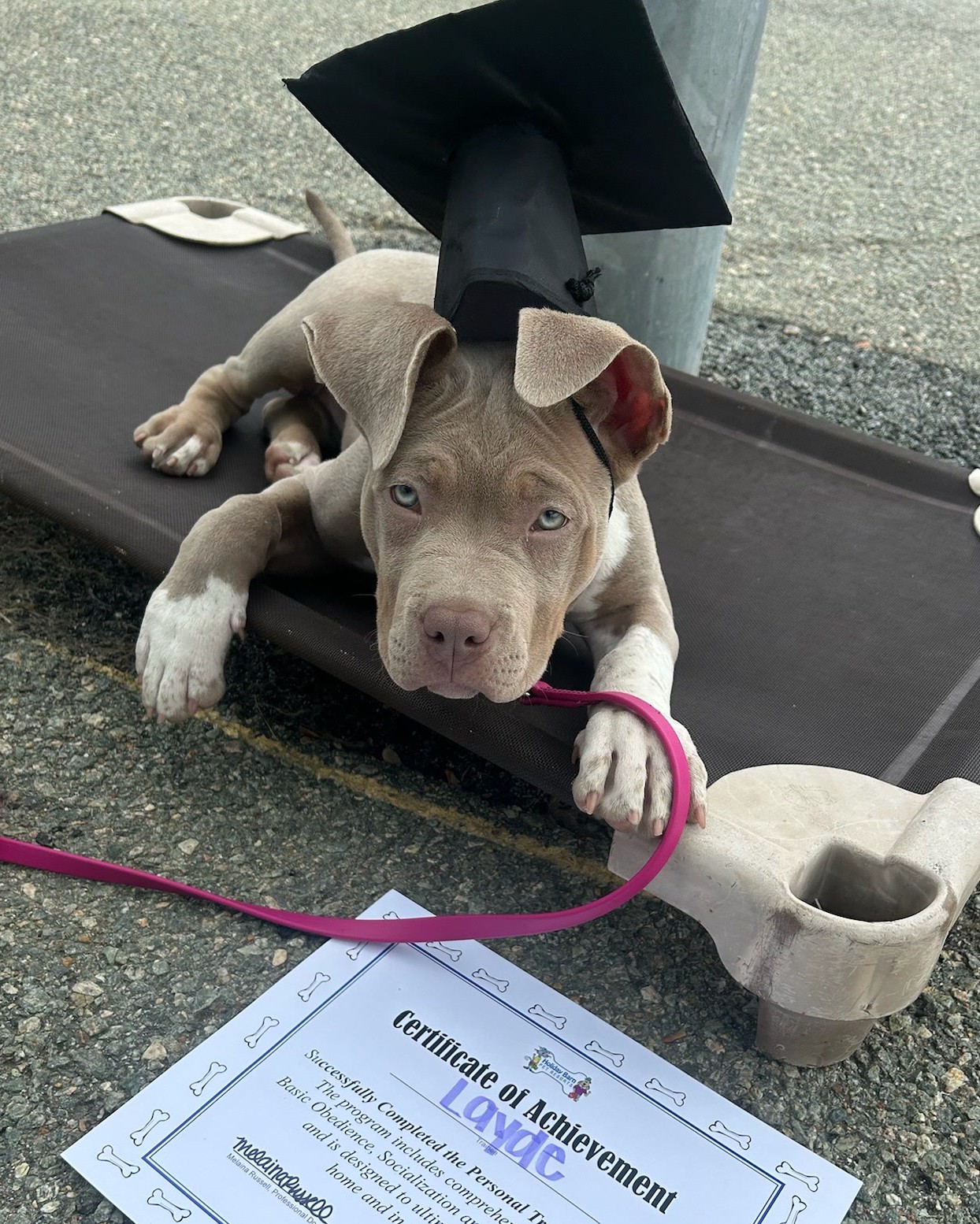 Holiday Barn Pet Resorts Glen Allen