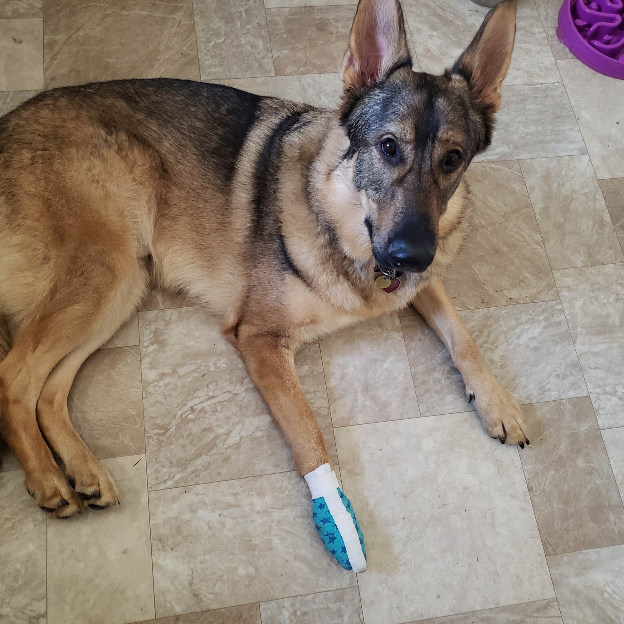 Gloucester Veterinary Hospital Gloucester