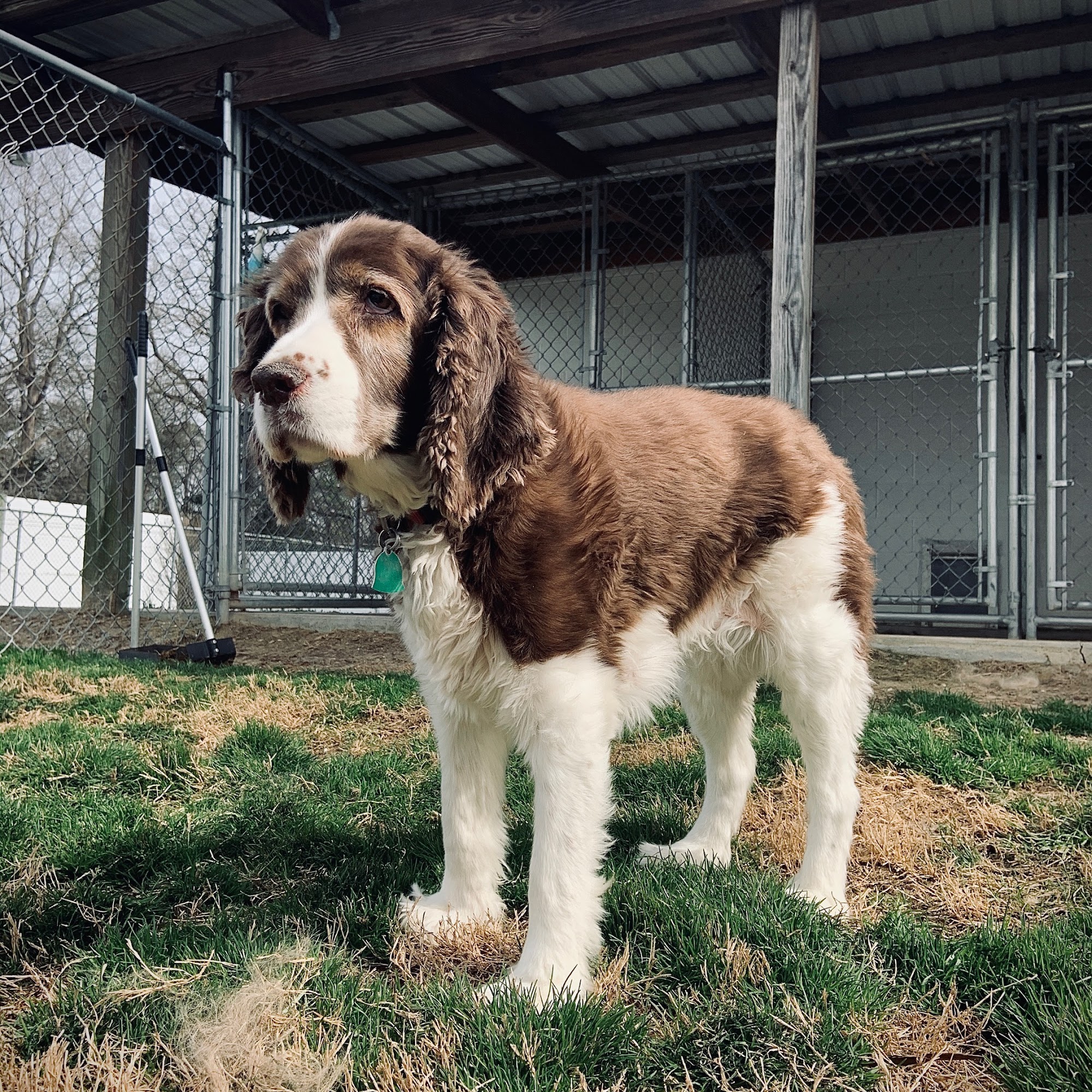 Hall Town Kennels LLC Gloucester