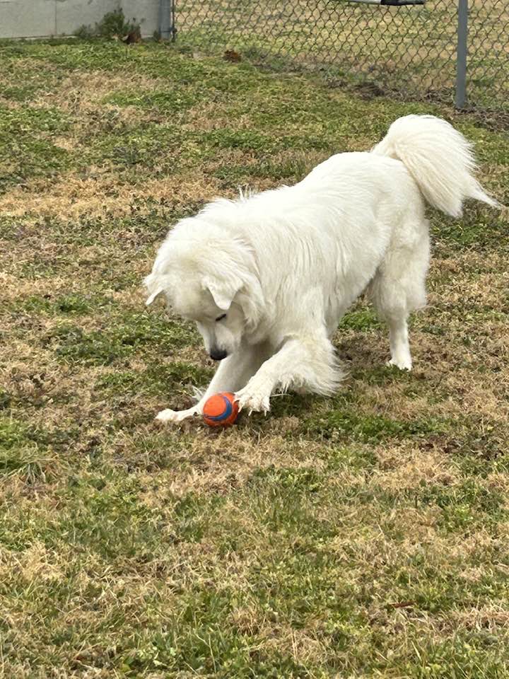 Hall Town Kennels LLC Gloucester