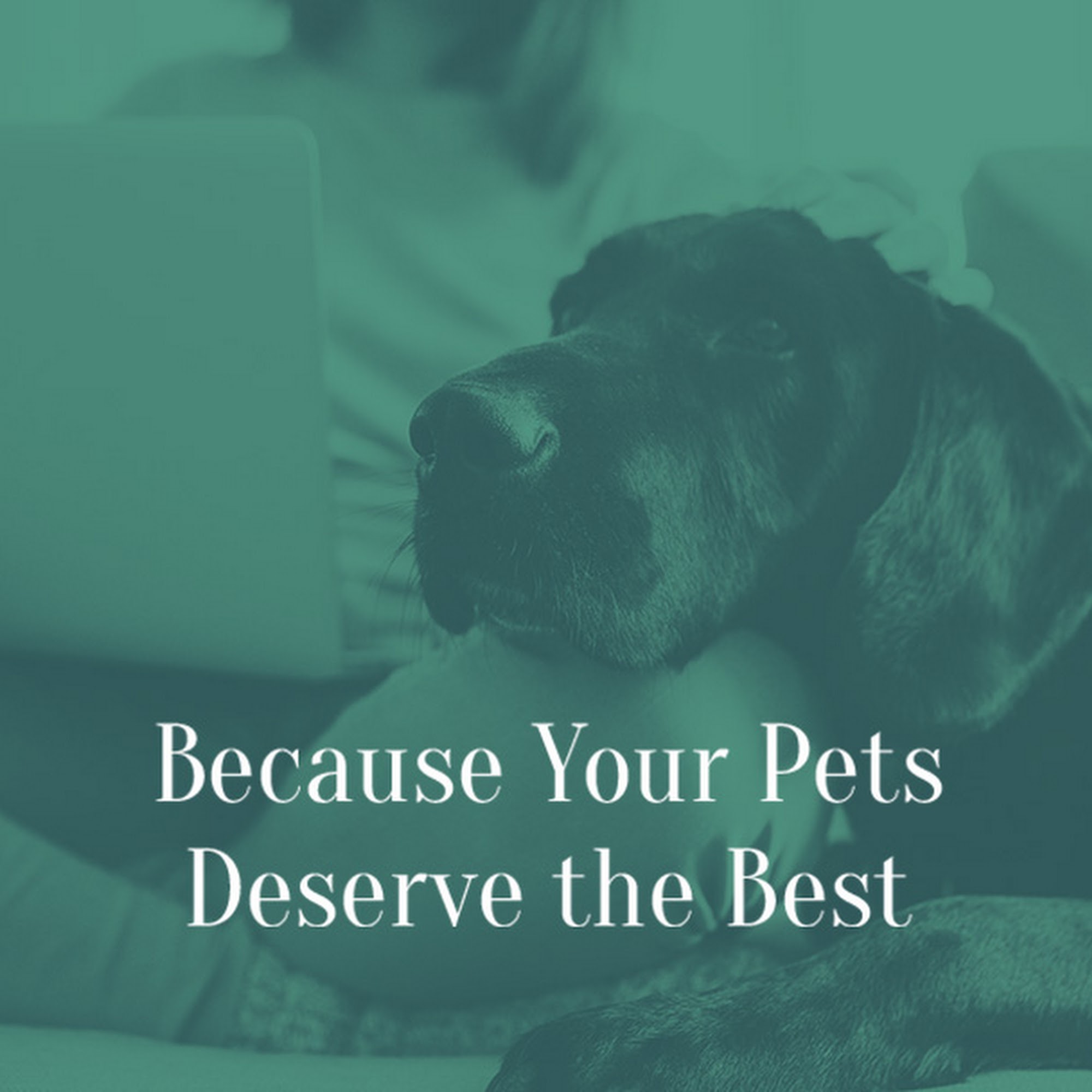 Seneca Hill Animal Hospital Resort & Spa Great Falls