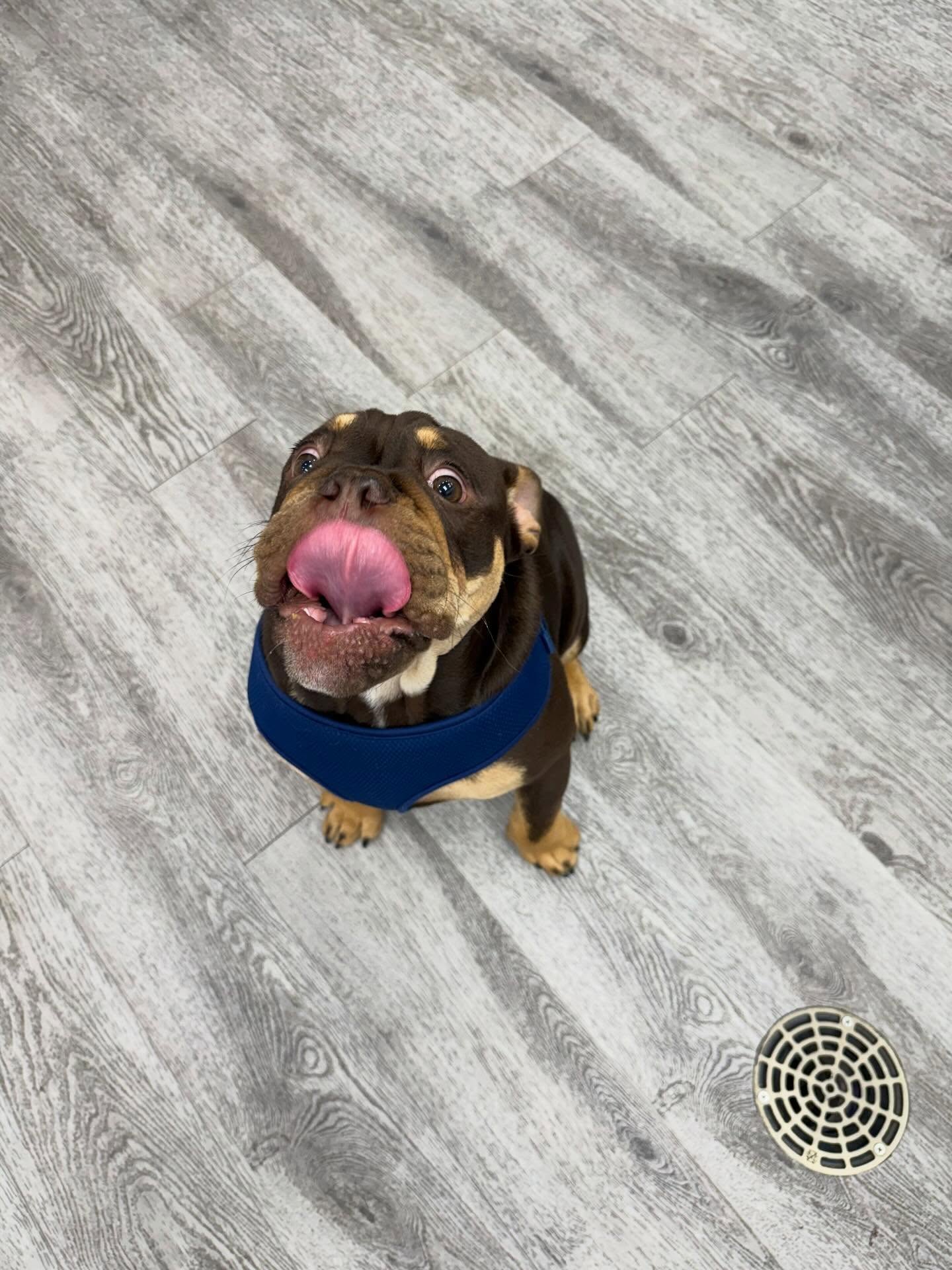 Great Paws Veterinary Hospital Great Falls